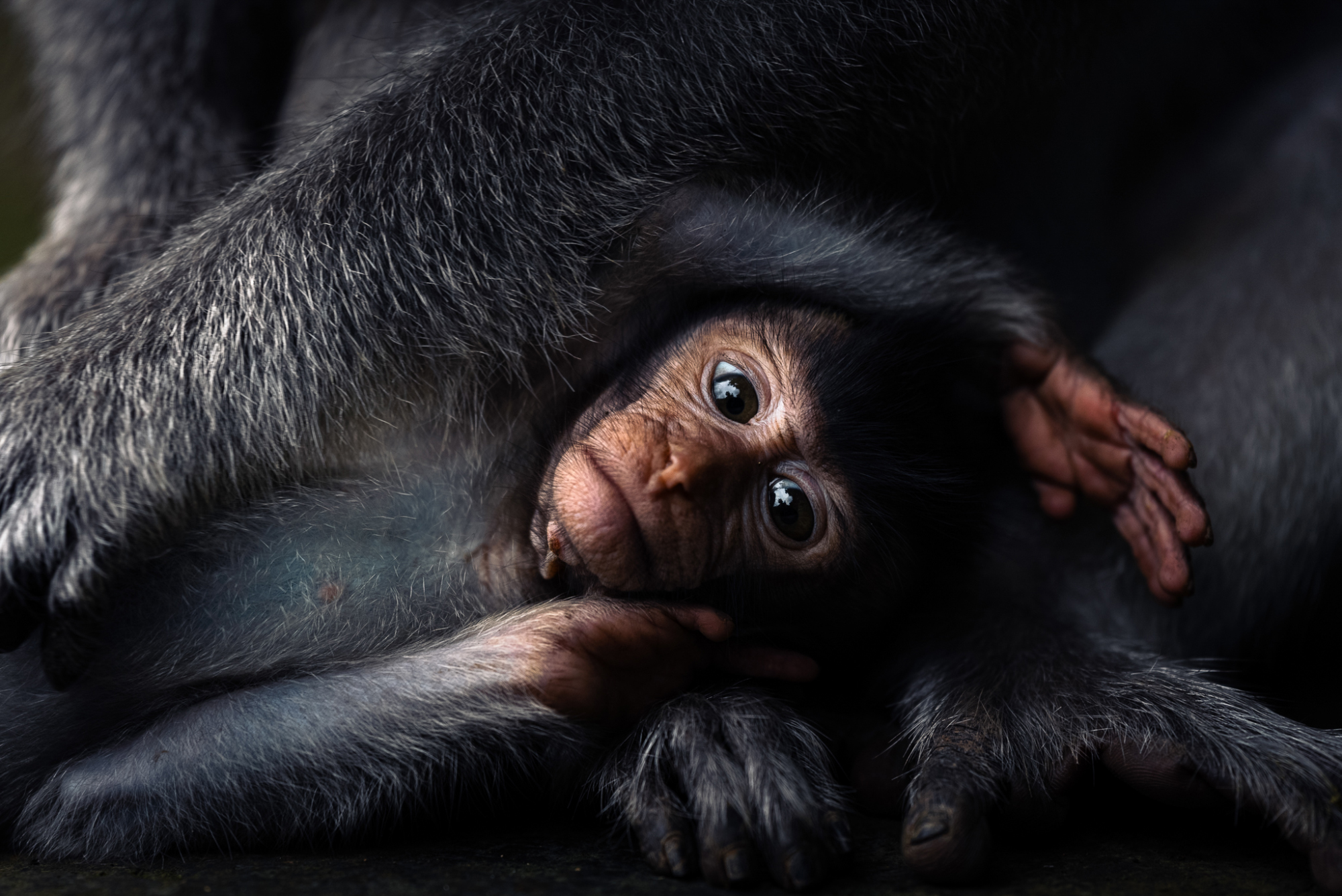 Sony-photography awards