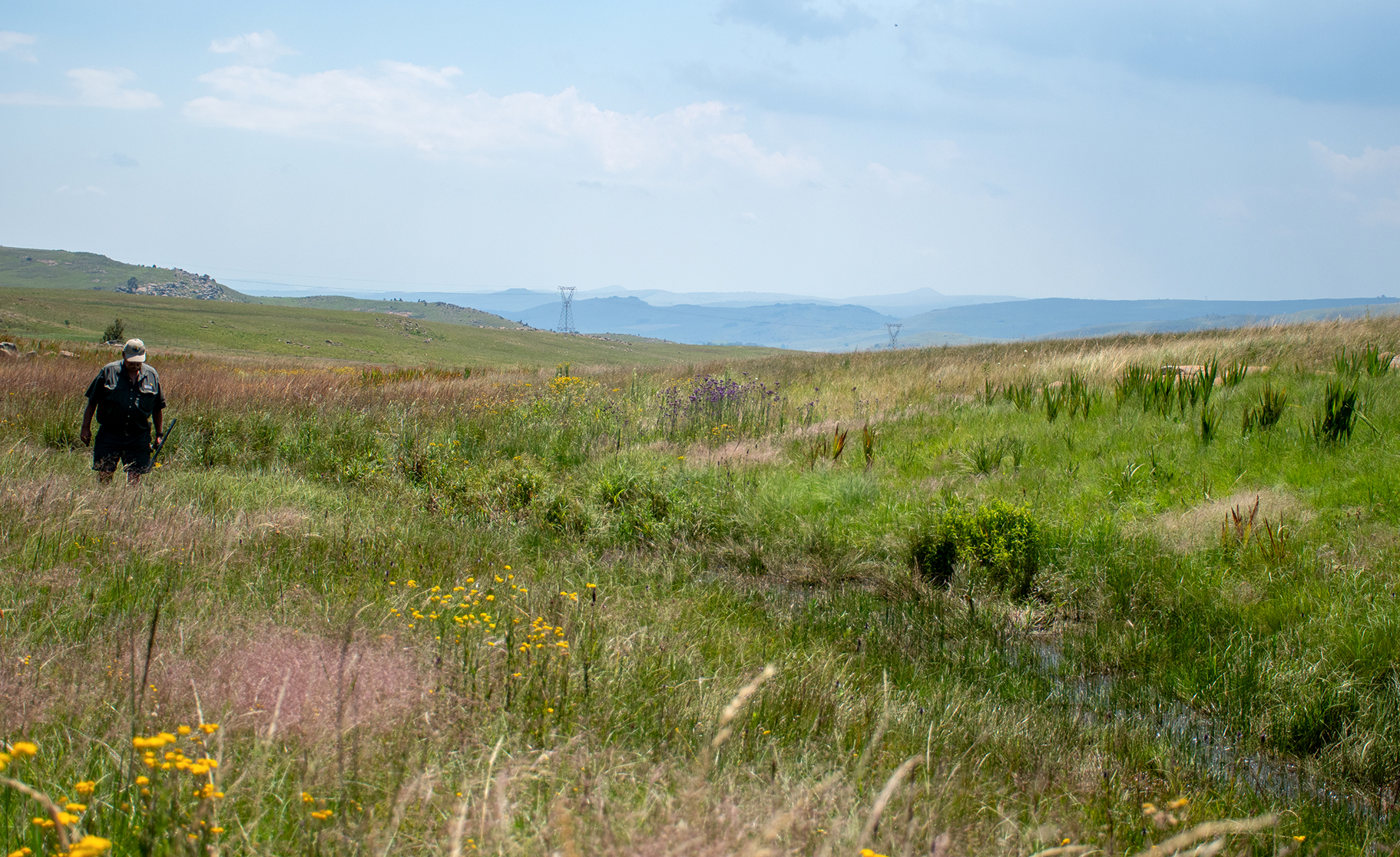 De Berg wetlands — a nature-based solution for water security and climate adaptation