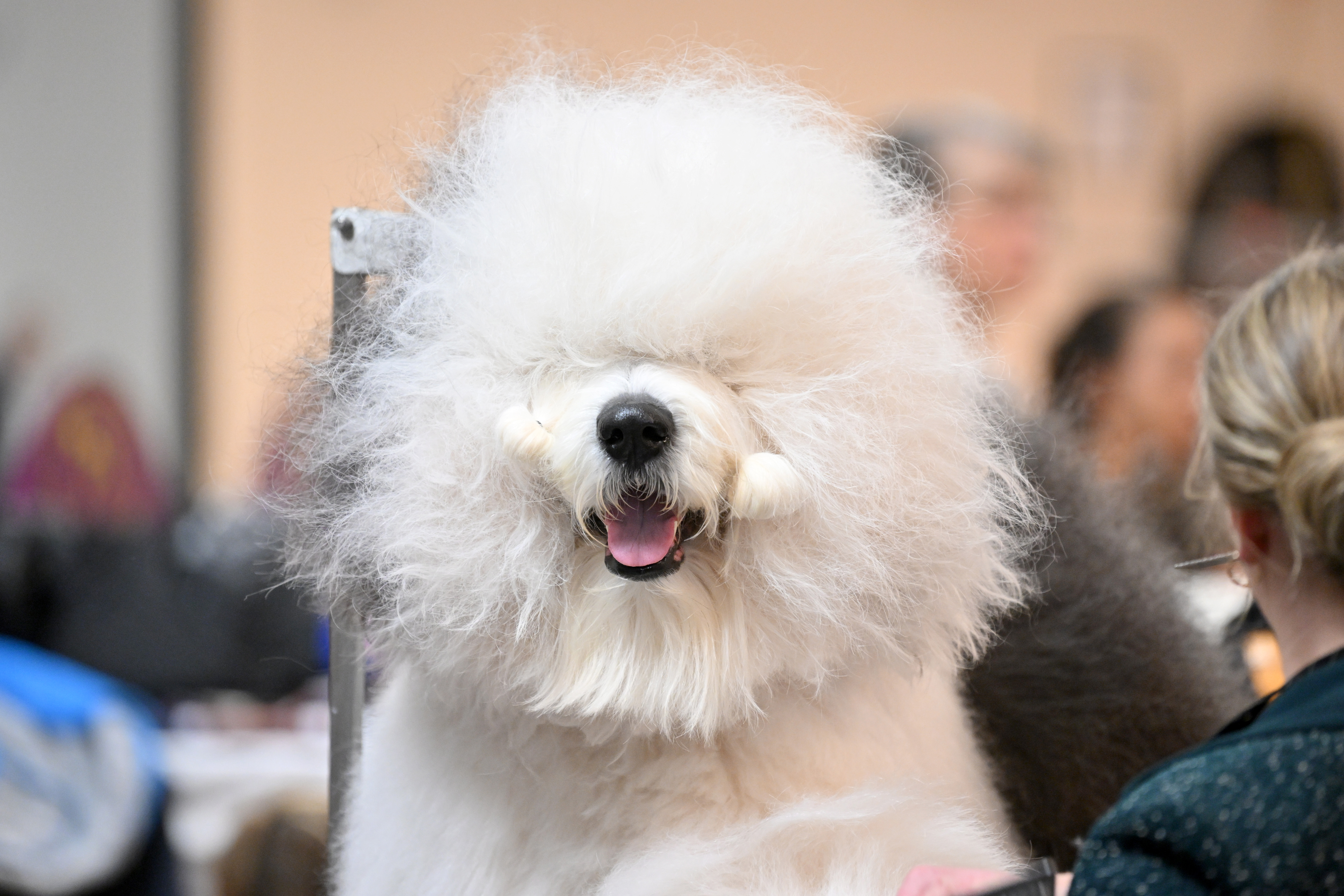 The 149th Annual Westminster Kennel Club Dog Show, and more from around the world