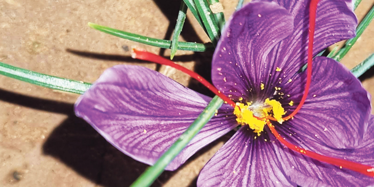 A drought, a gift and the magic of saffron — how a Karoo farmer discovered a golden lifesaver
