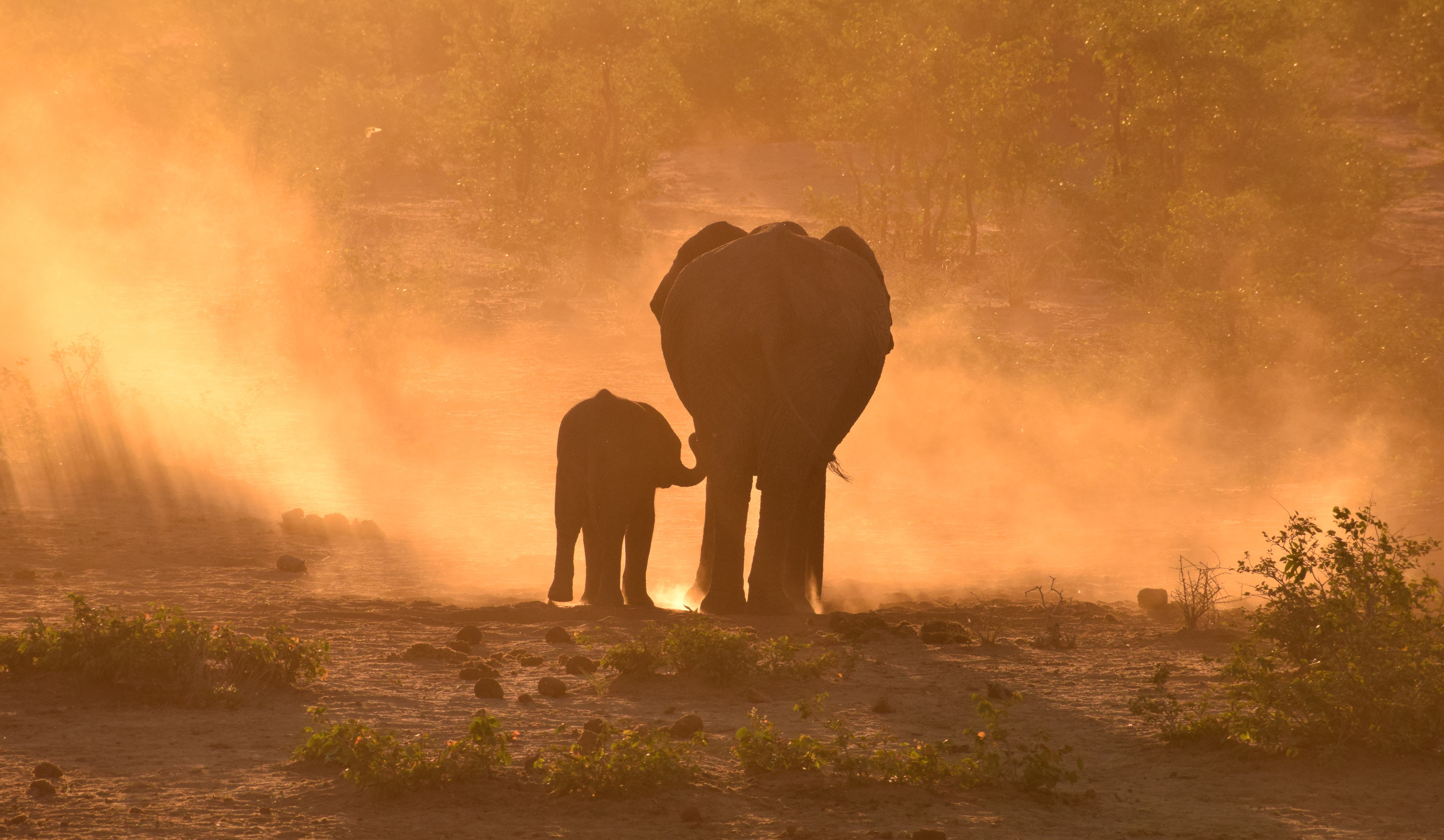 Sharing South Africa with elephants: new strategy calls for a major rethink