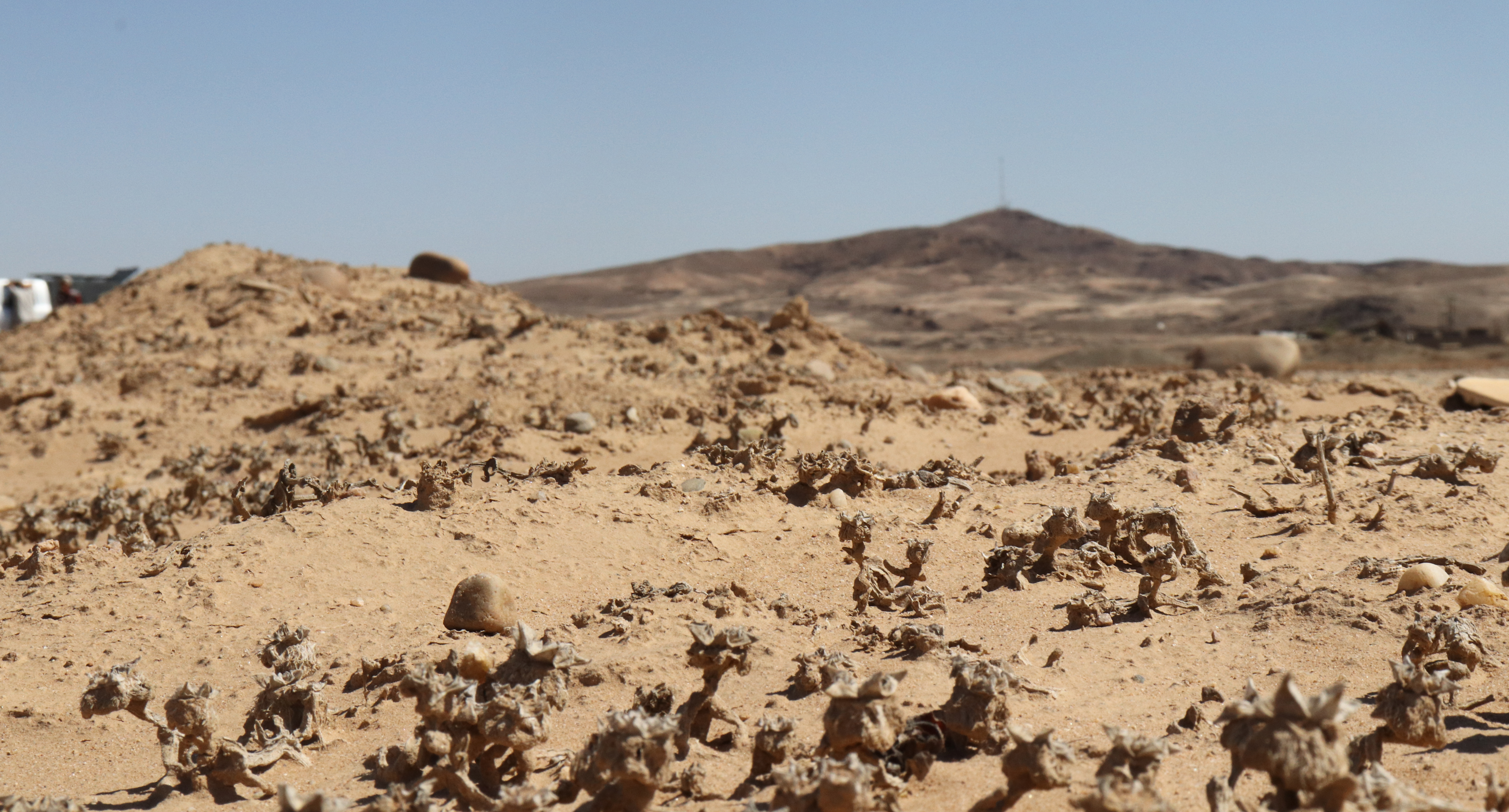 Mining, succulent poaching and drought push species to the brink in the Richtersveld