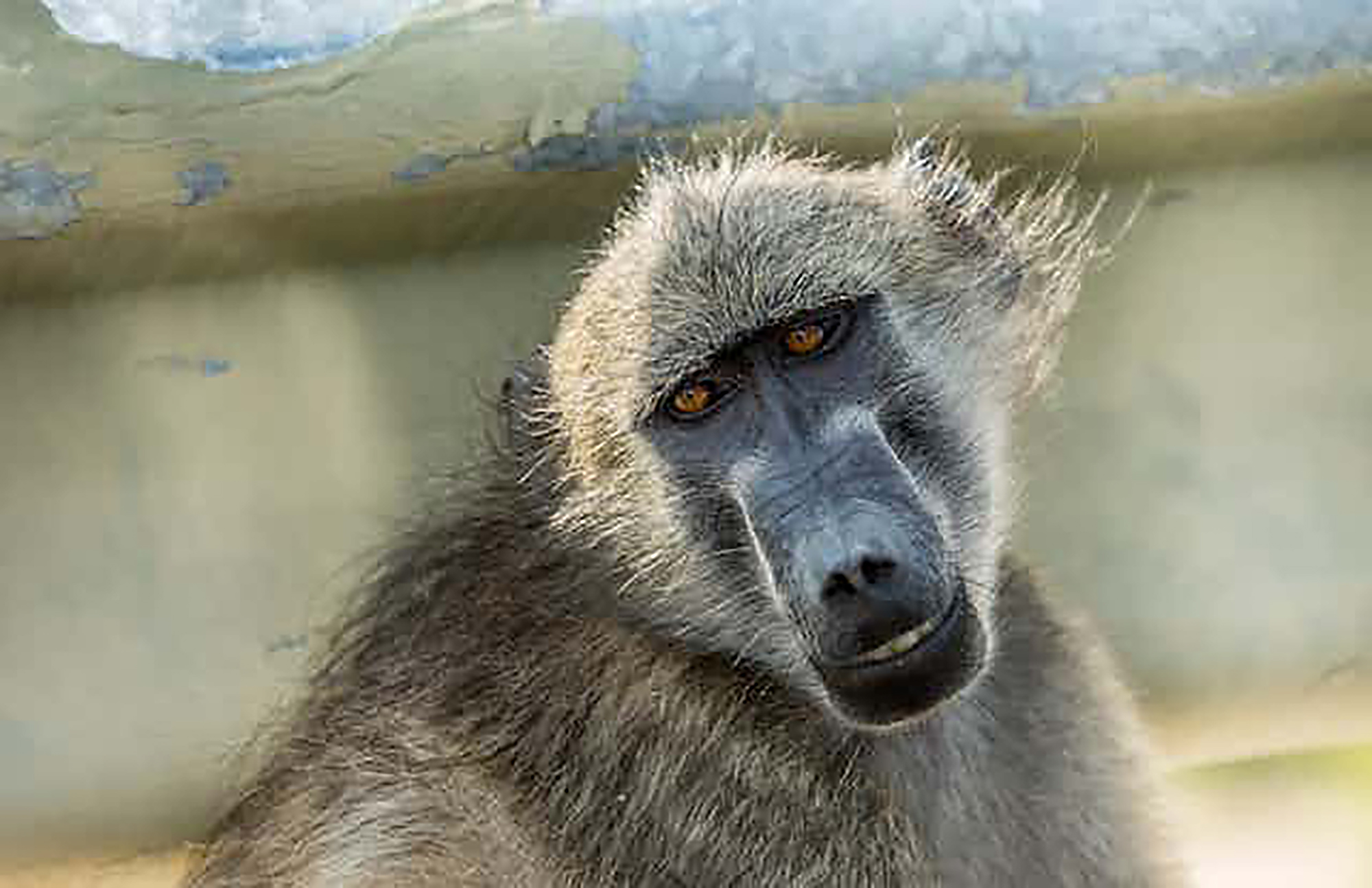 Baboons and human fear - a deep history behind the cruel attacks in South Africa