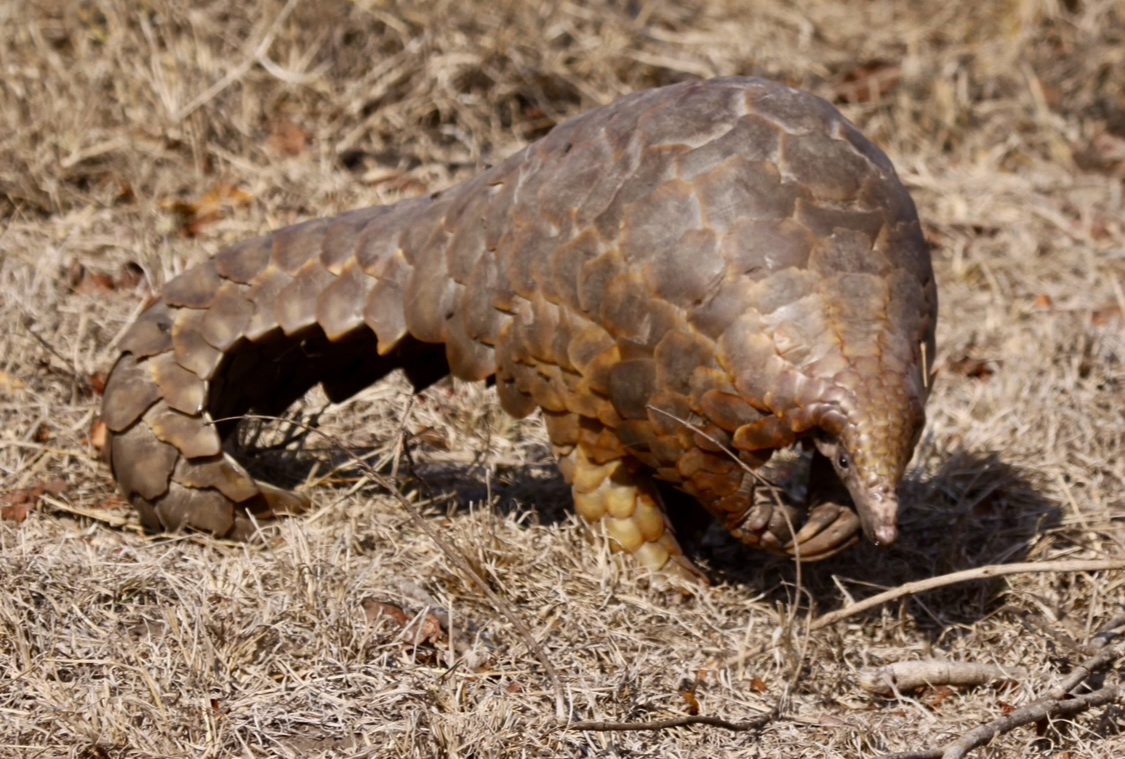world pangolin day