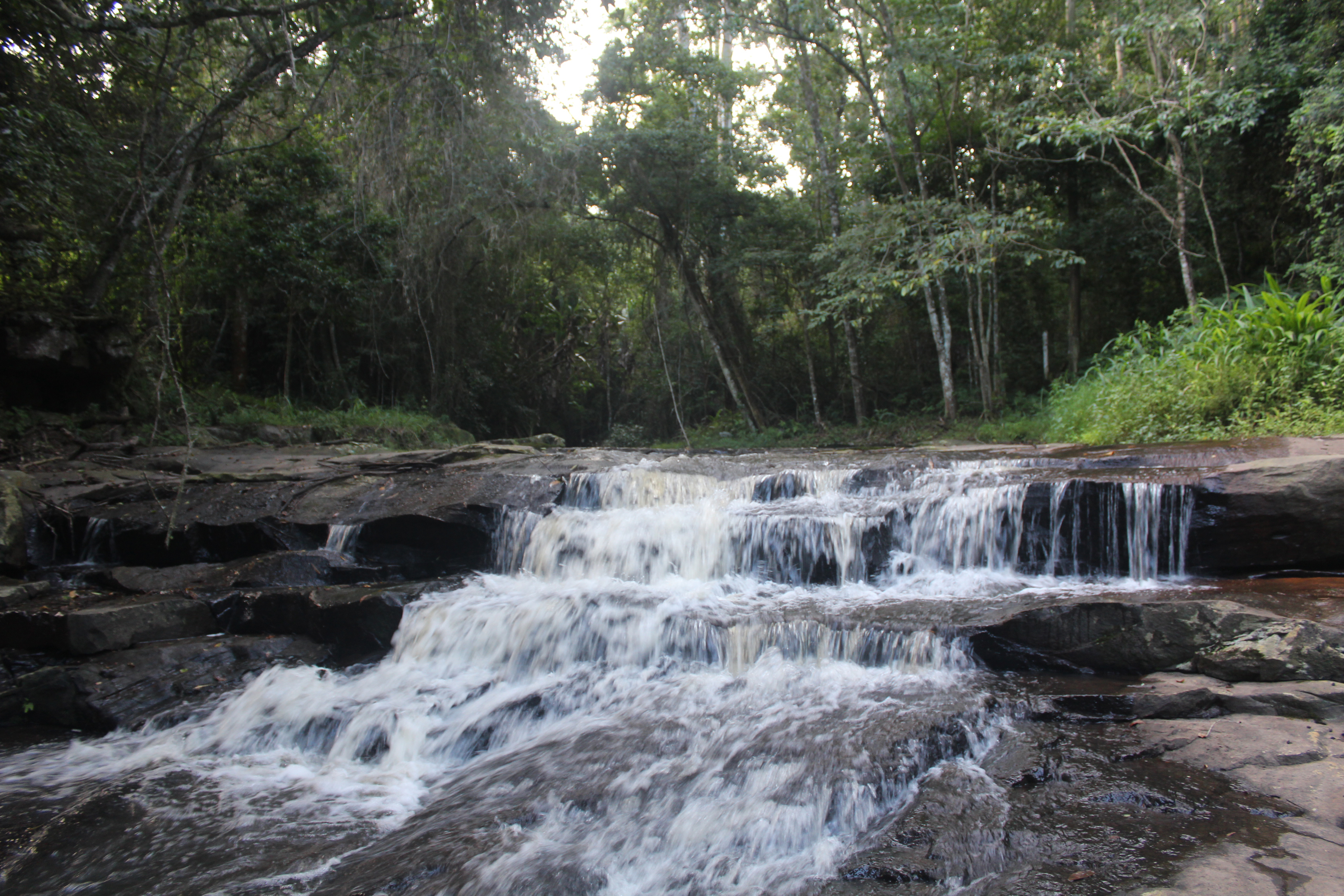 Zululand’s green jewels in jeopardy — indigenous forests under threat from poaching, grazing, budget cuts