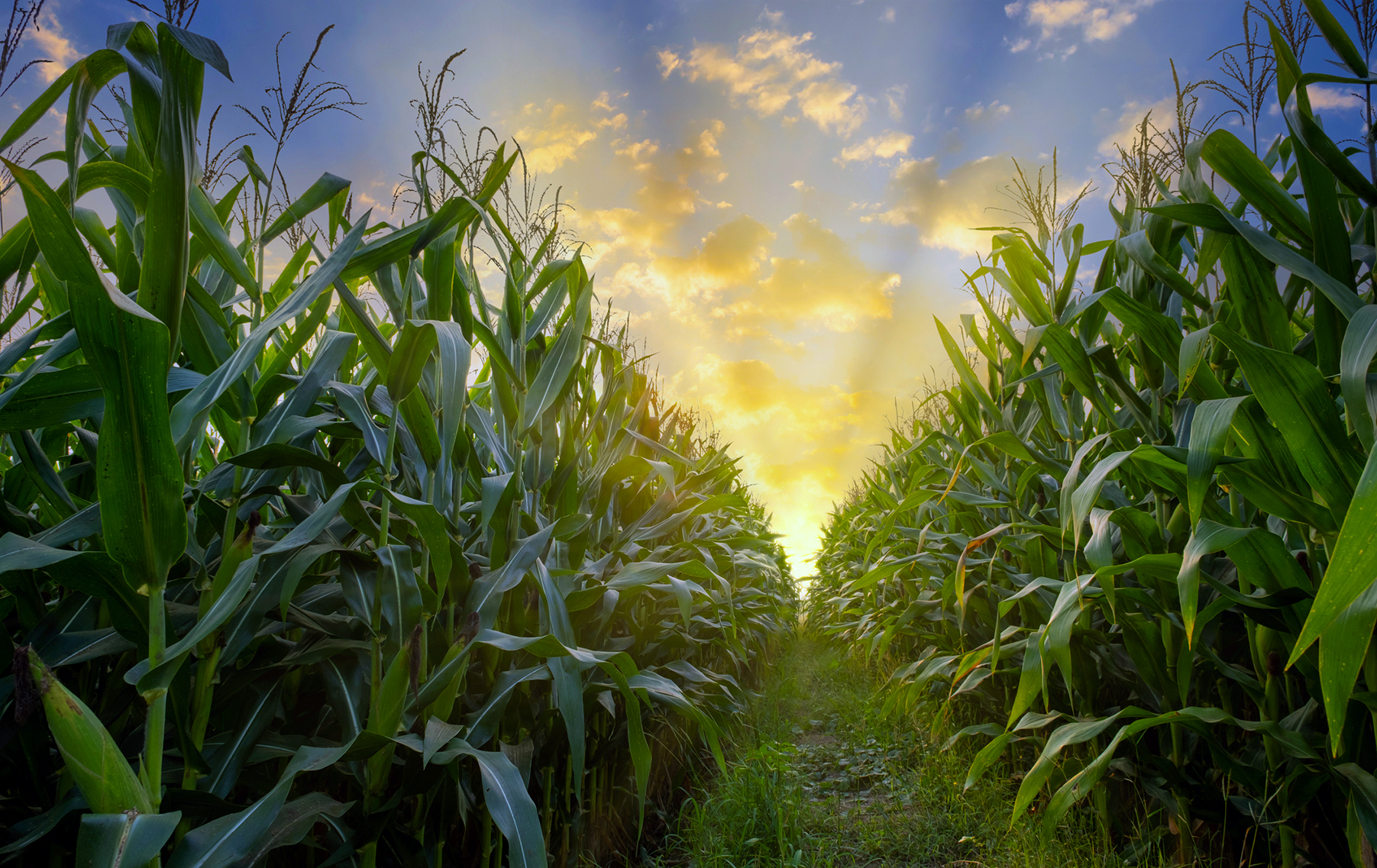 SA’s white maize production expected to be 22% higher, but yellow maize output expected to fall