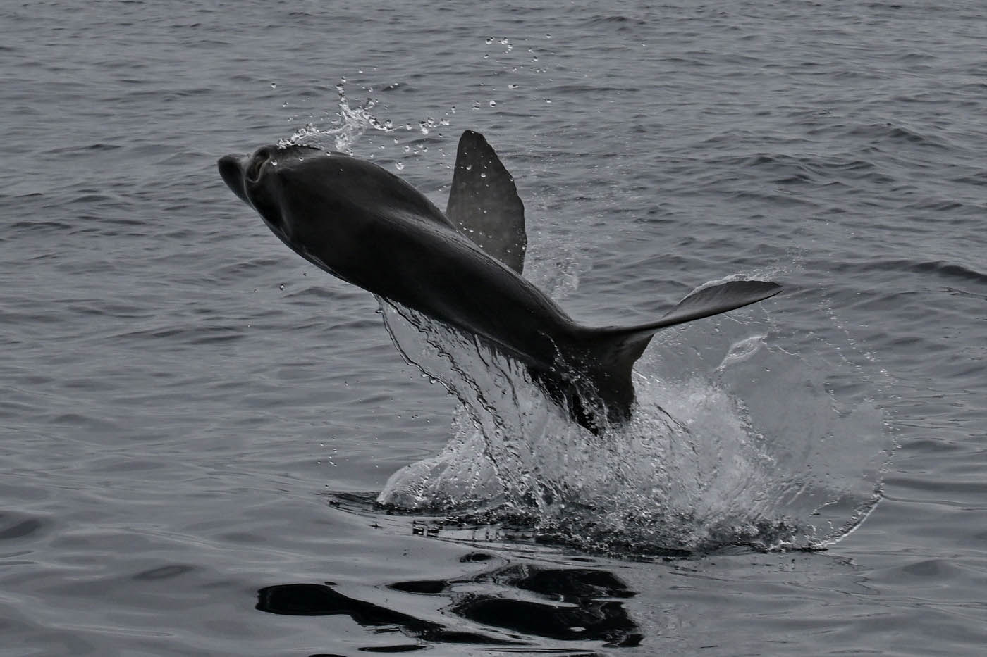 Breaching sunfish surprises lucky tourists on boat in Algoa Bay