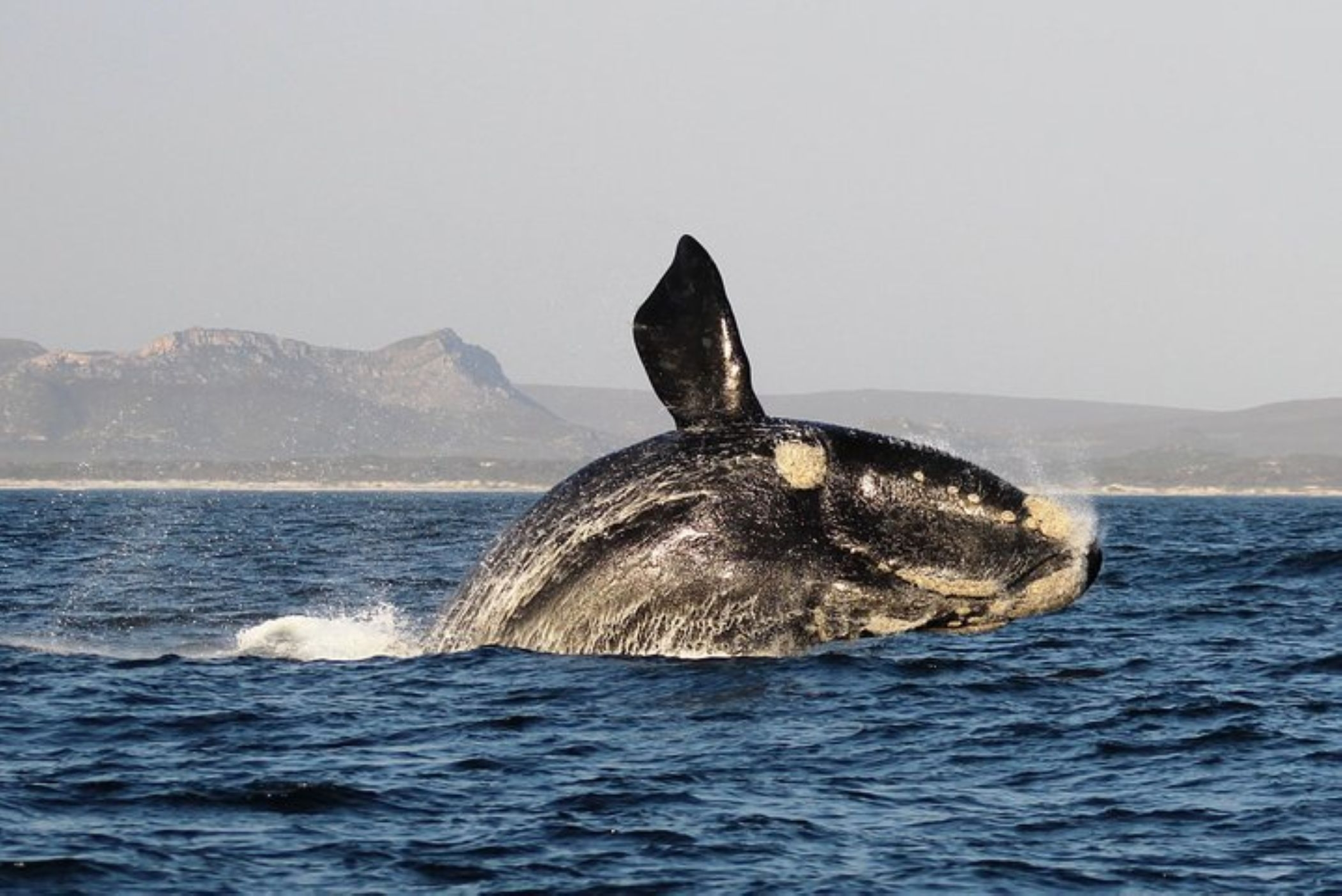 3D whales are coming to Hermanus as global beacons for marine conservation and education