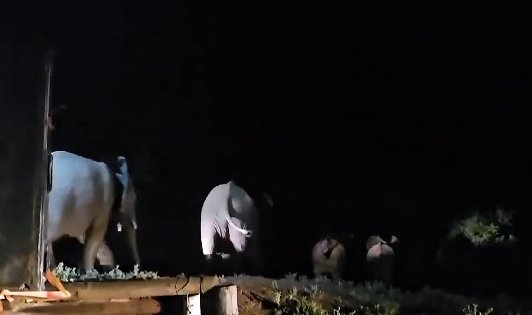 From crisis to calm as four elephants embrace new life after Olifantskop Pass incident