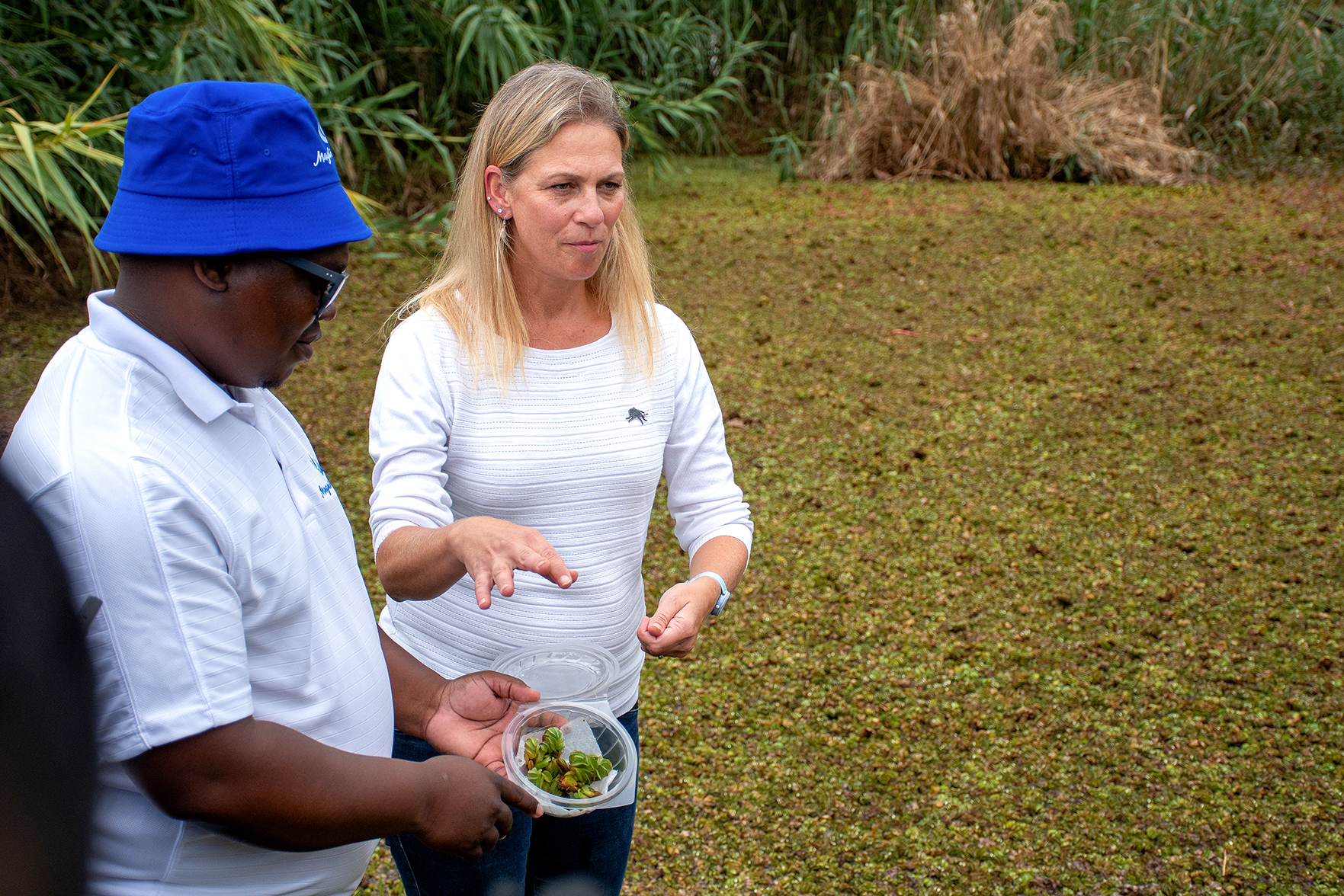 ‘Setting a thief to catch a thief’ - new biological control agent (weevils) released to tackle invasives at Hartbeespoort