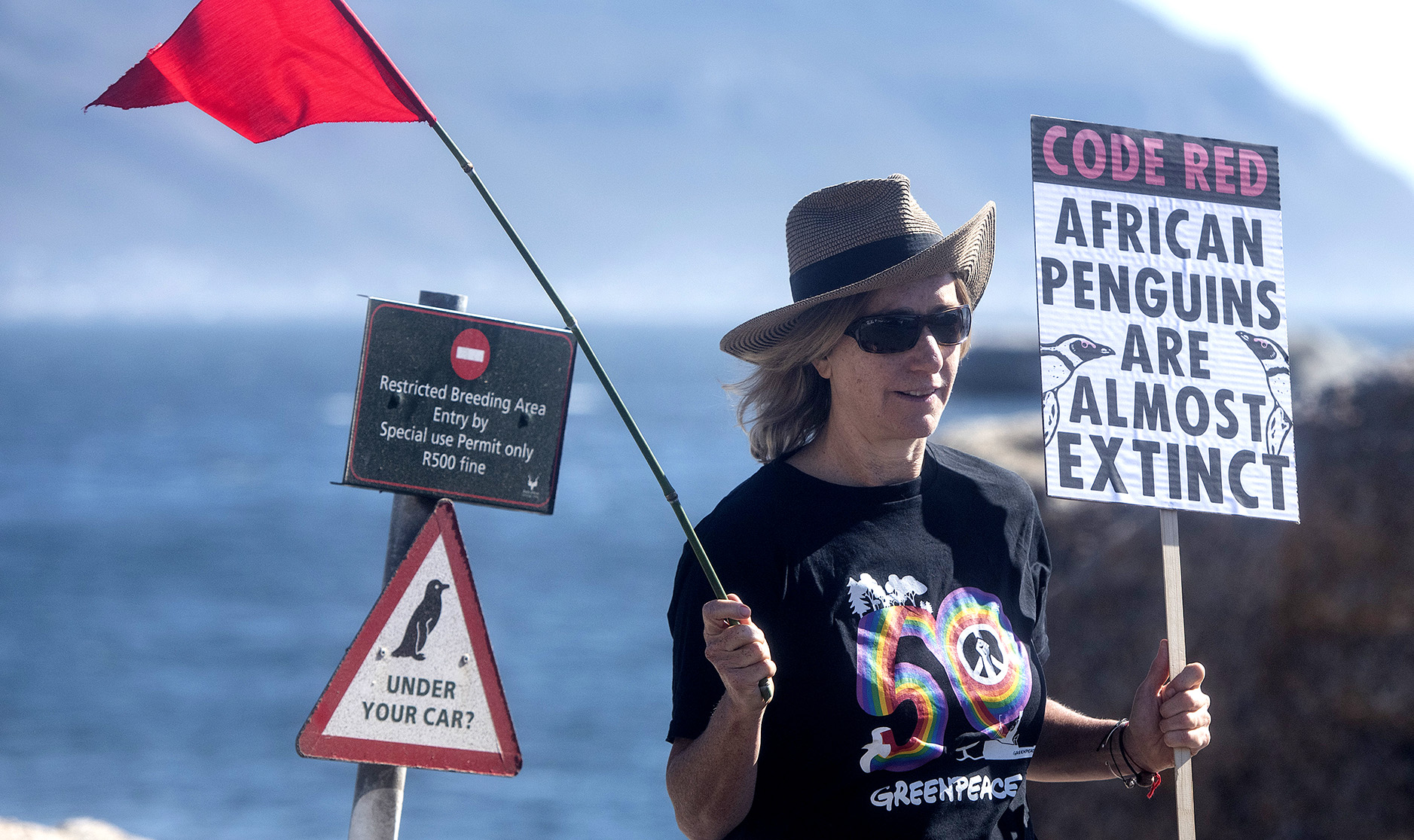 Inside the African penguin litigation — how fishing industry, conservation groups found common ground