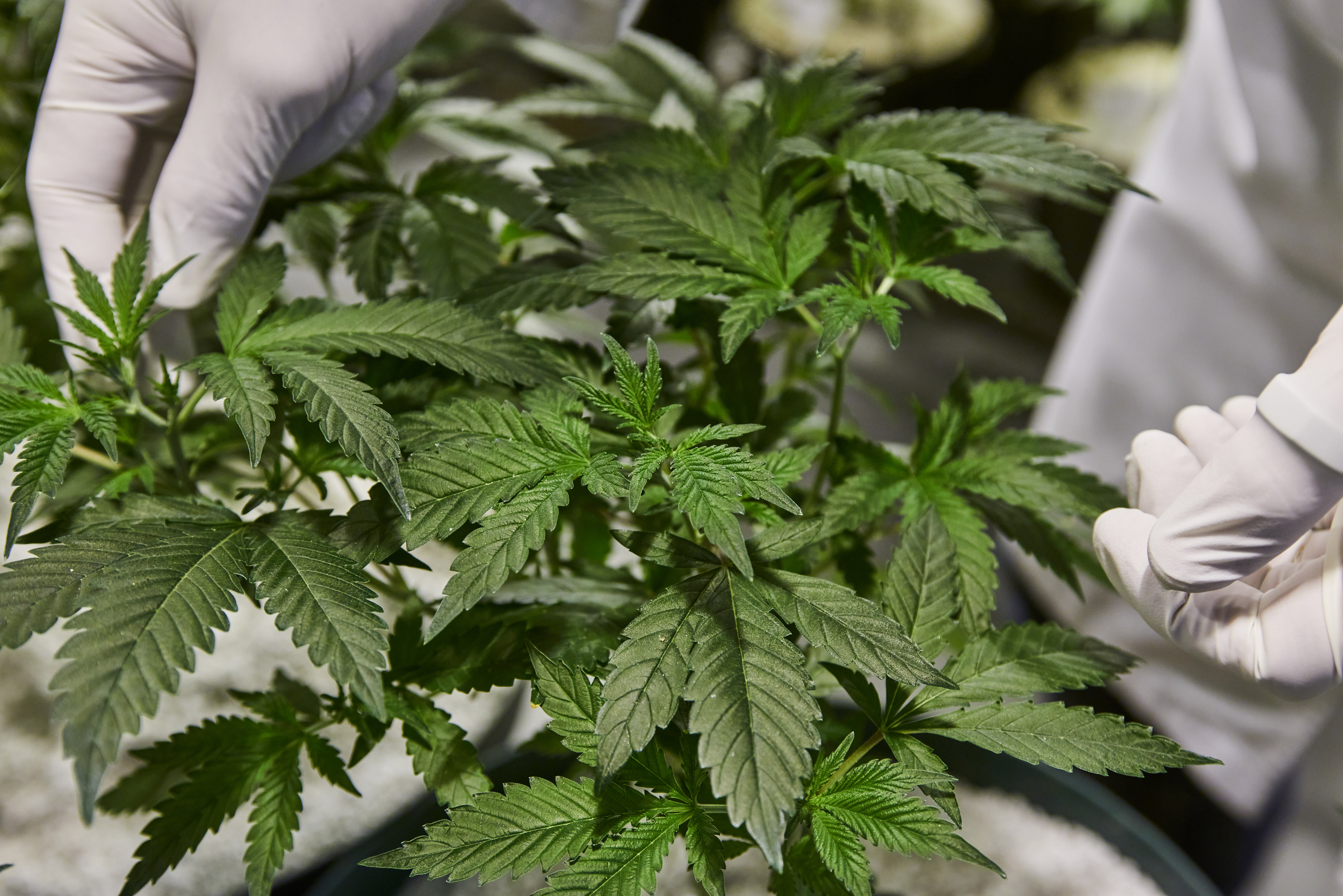 From hempseed gruel to CBD: the curious history of cannabis as a health product