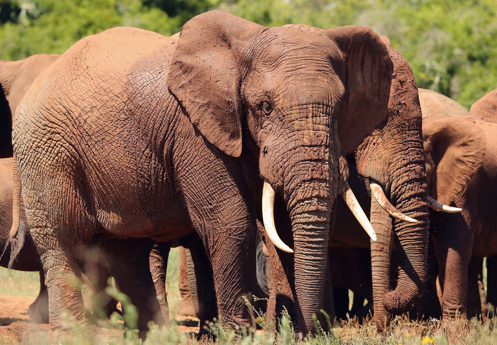 Loaded for Bear: How would you like it if someone dumped 263 elephants in your backyard?