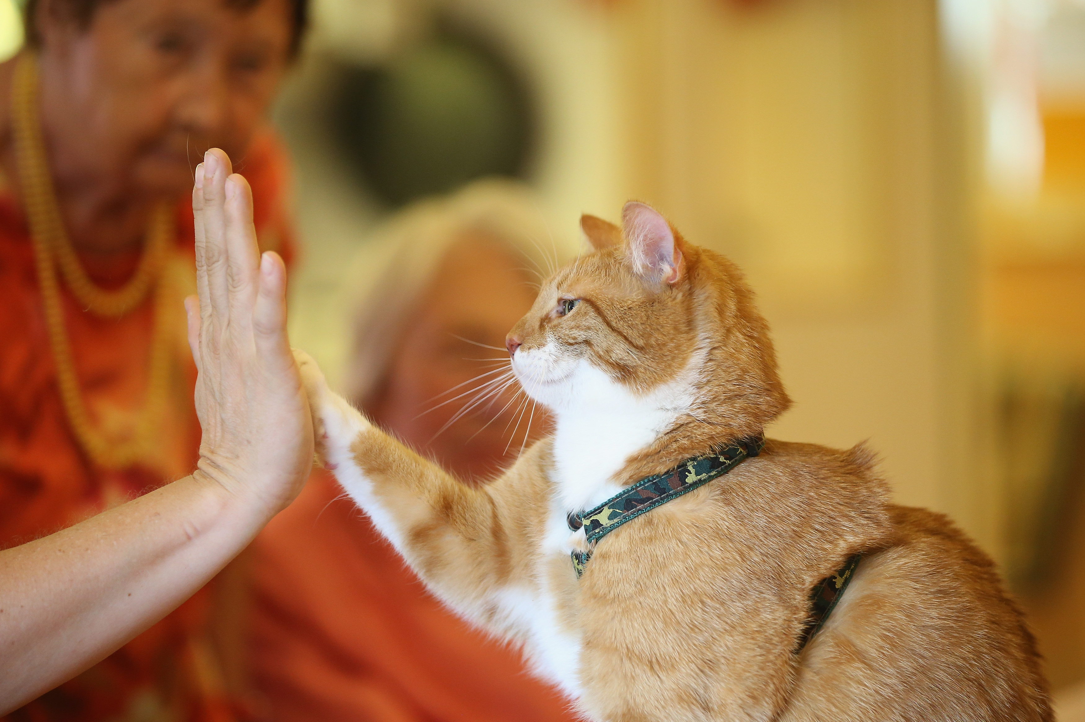 A mew perspective: Do cats and dogs ‘understand’ us — here are the tell-tail signs