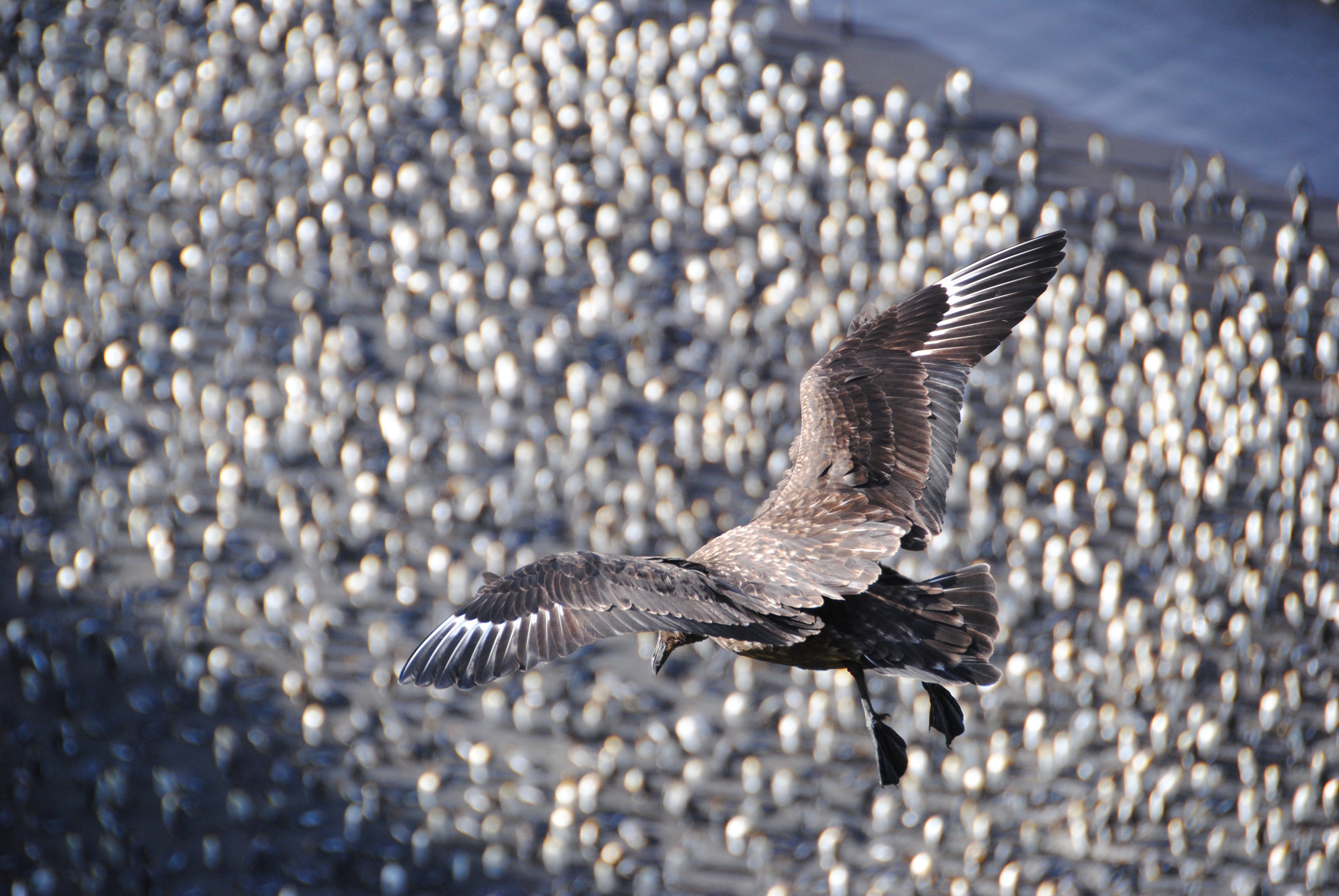 Marion Island’s seabirds at risk after avian flu confirmed on SA’s sub-Antarctic outpost