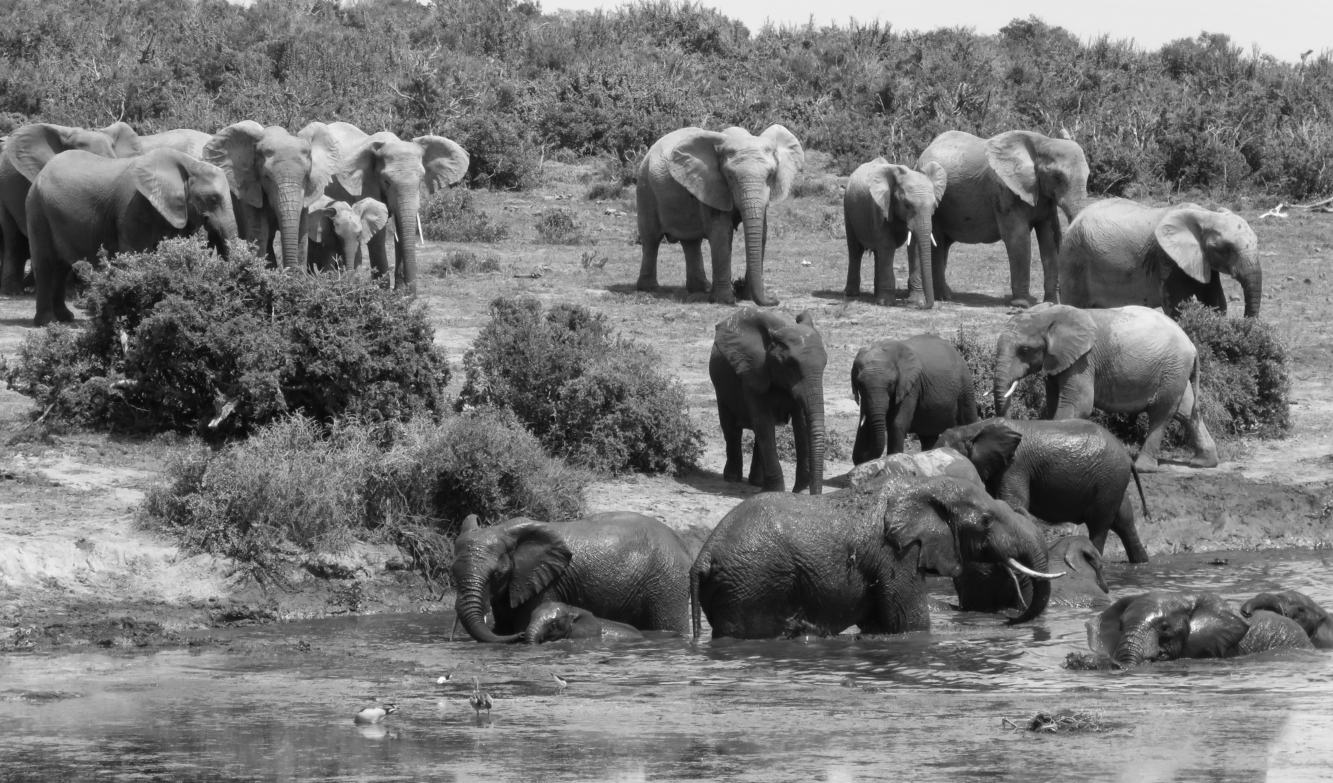 Elephants in the Eastern Cape: South Africa’s wildlife heritage bounces back