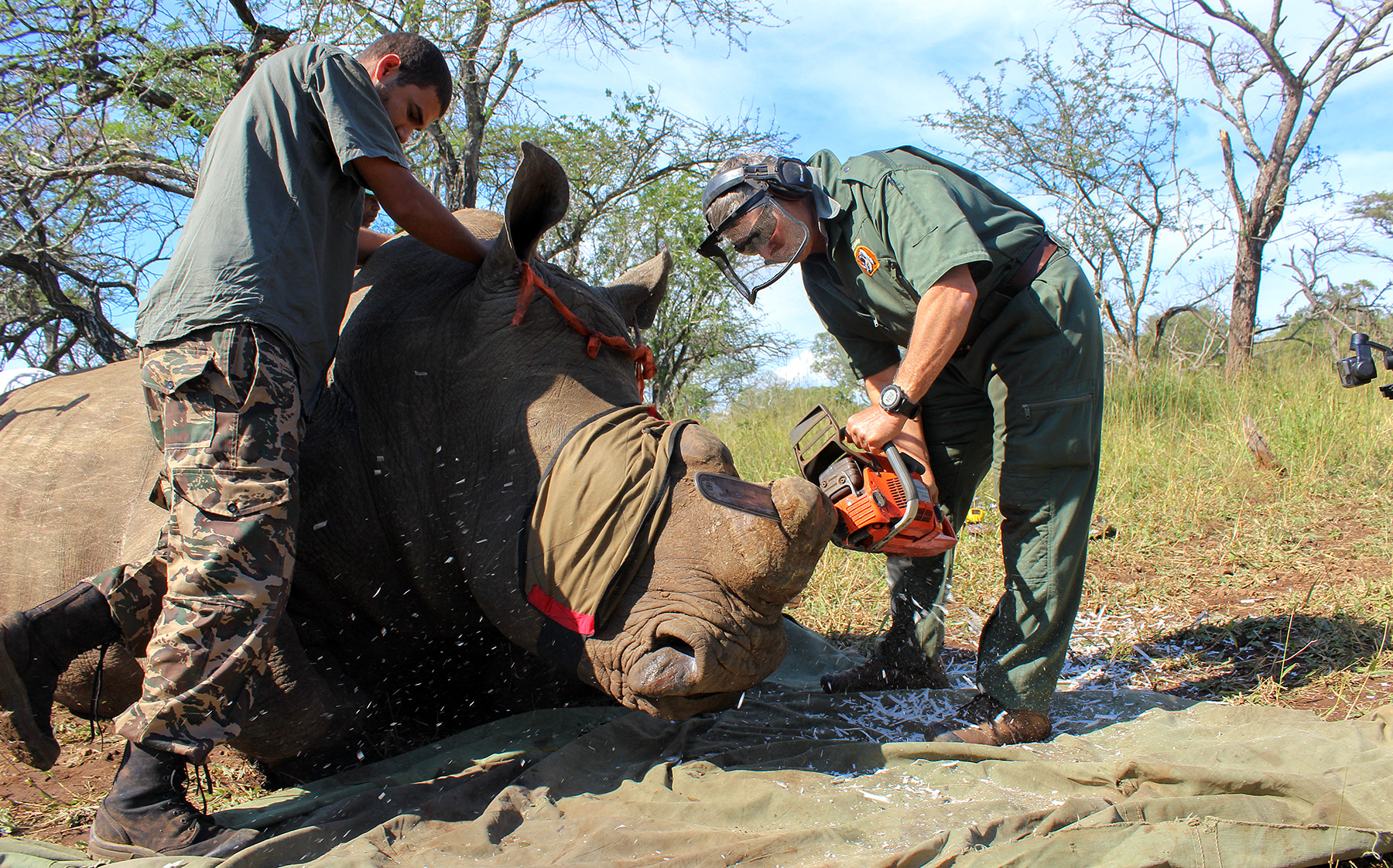 Dehorning bears fruit as rhino poaching deaths drop in 2024