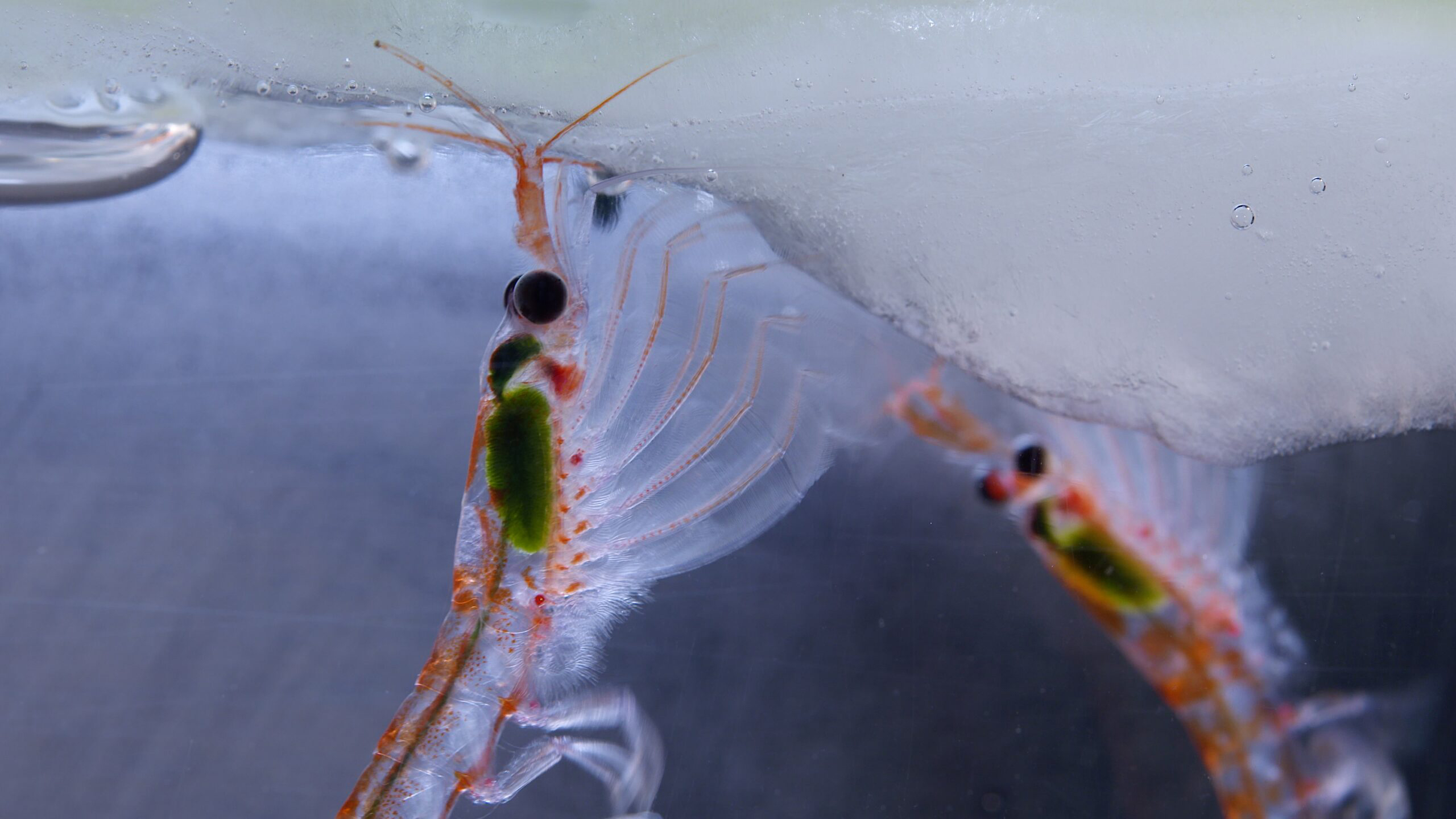 The krill catastrophe — a crucial Antarctic creature doomed by geopolitics and overfishing