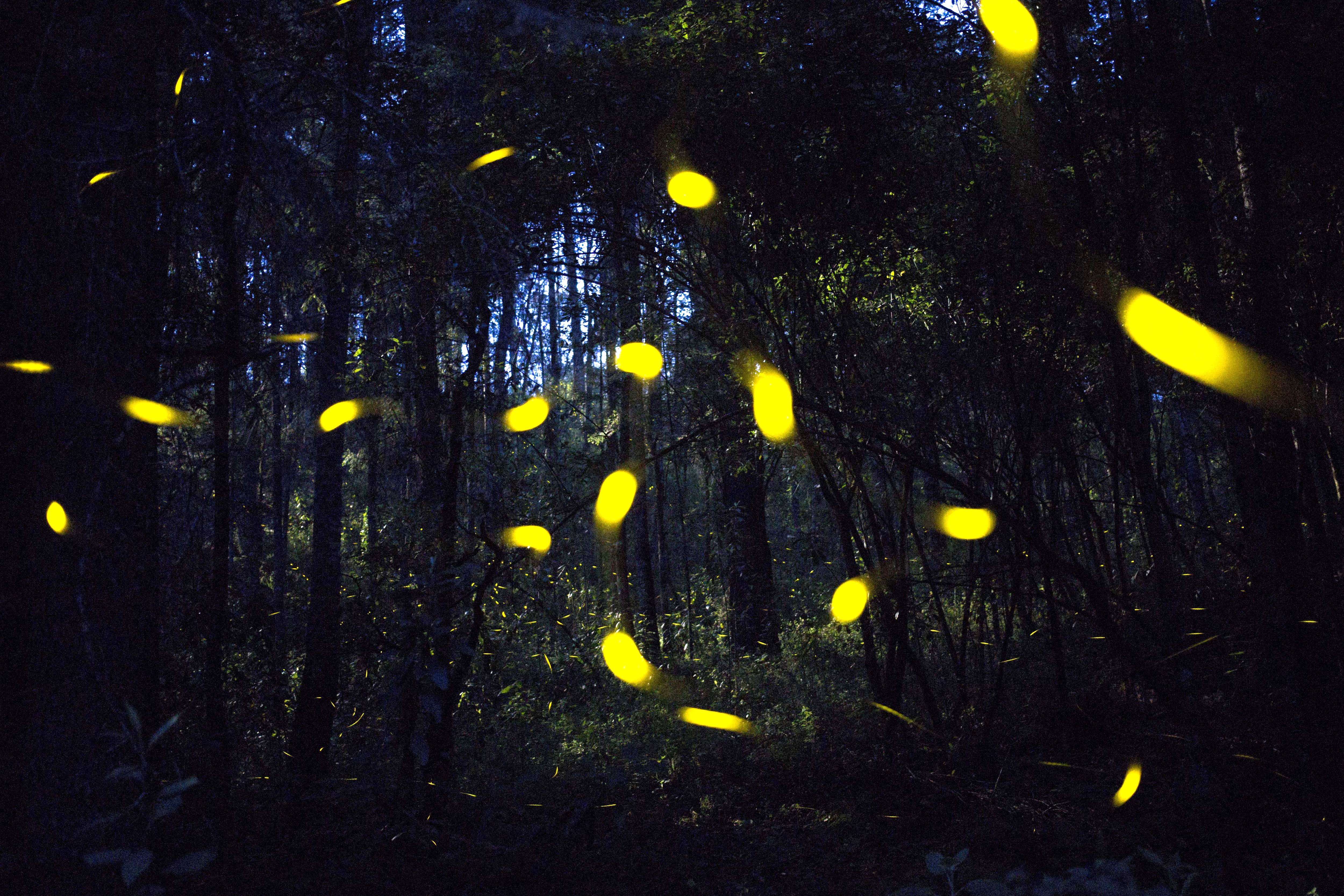 Can animals make art?