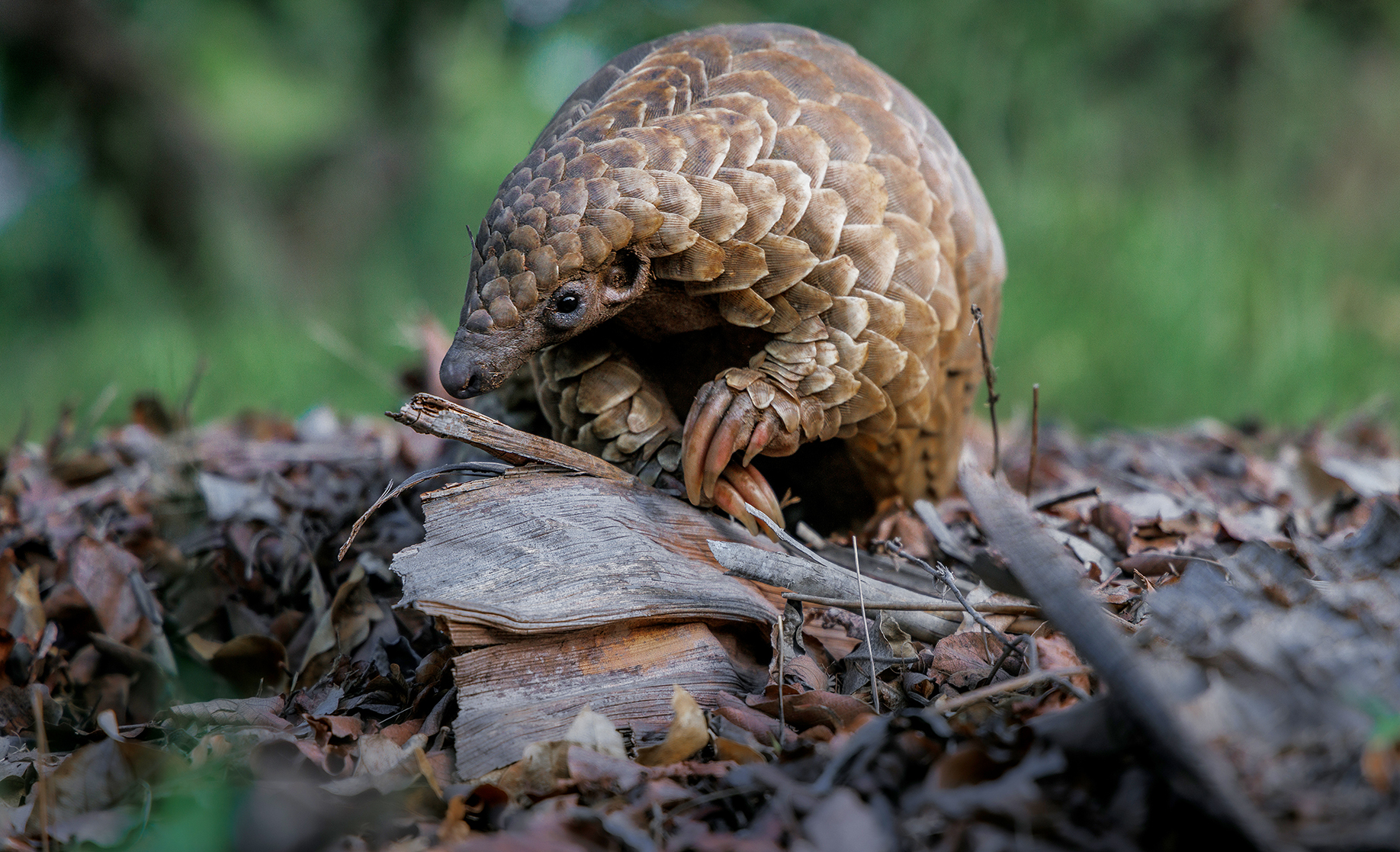 Q&A — My Octopus Teacher director on her new documentary, Pangolin: Kulu’s journey
