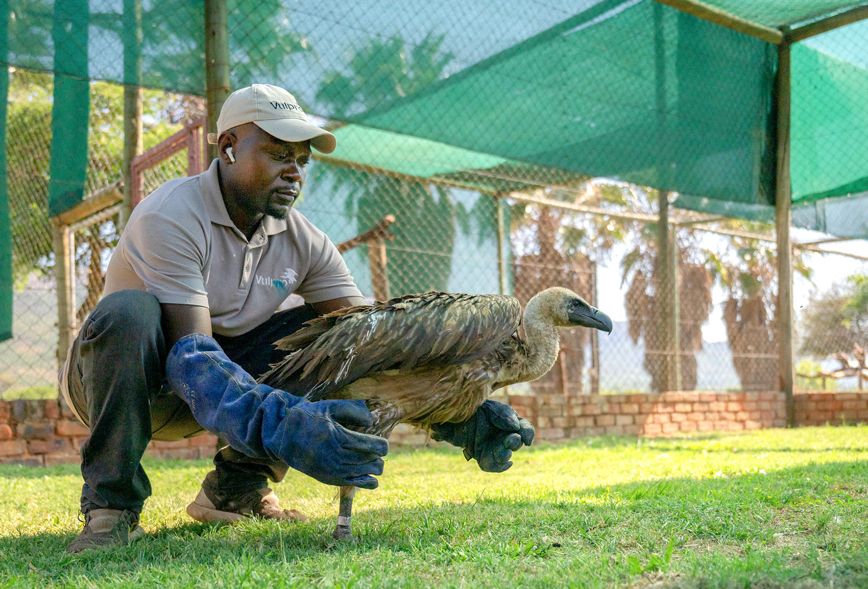 Vultures on the brink: Understanding climate change's impact on Africa's essential scavengers