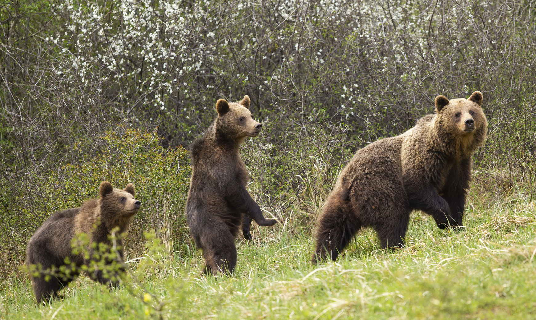 Loaded for Bear: Planned cull in Slovakia brings a harsh African reality to Europe