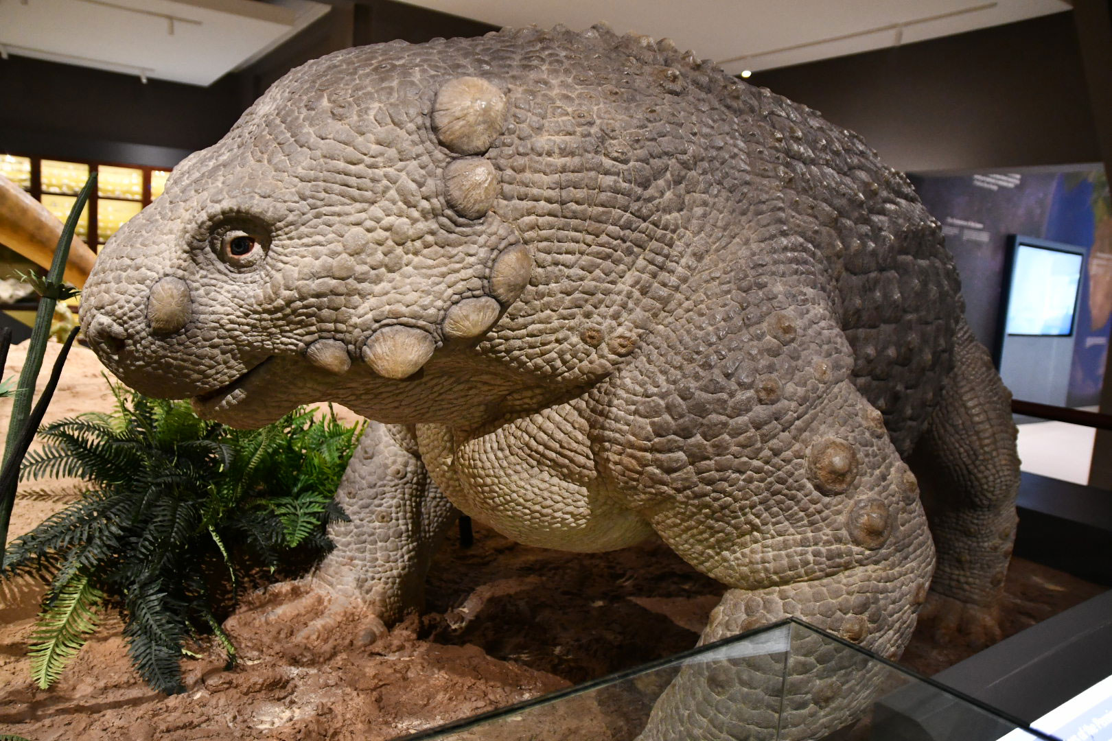 Graaff-Reinet fossil centre opens, housing world’s biggest collection of unique species