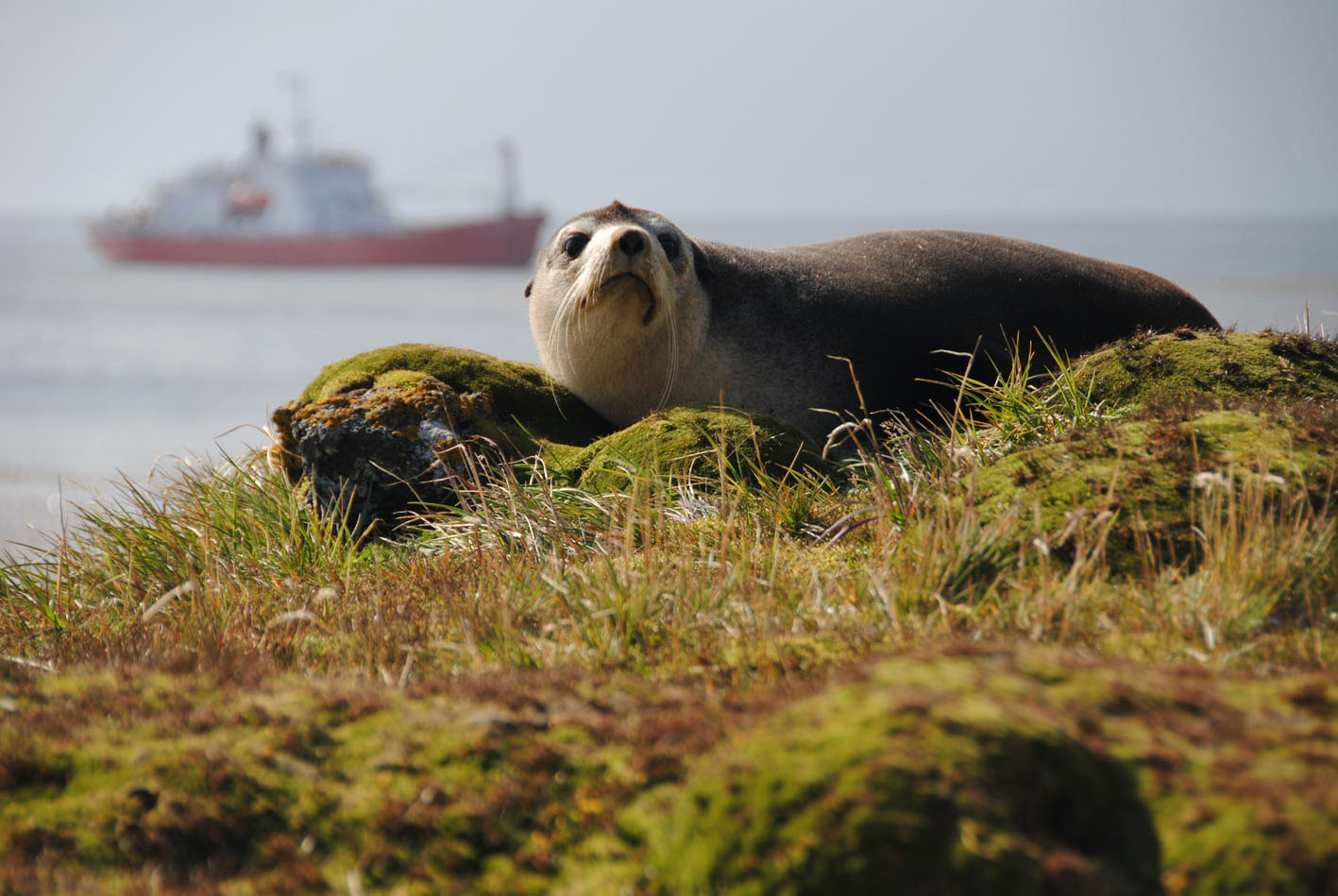 A fur seal framed by the SA Agulhas I research and resupply vessel during the base’s grand official launch in March 2011. (Photo: Tiara Walters)
