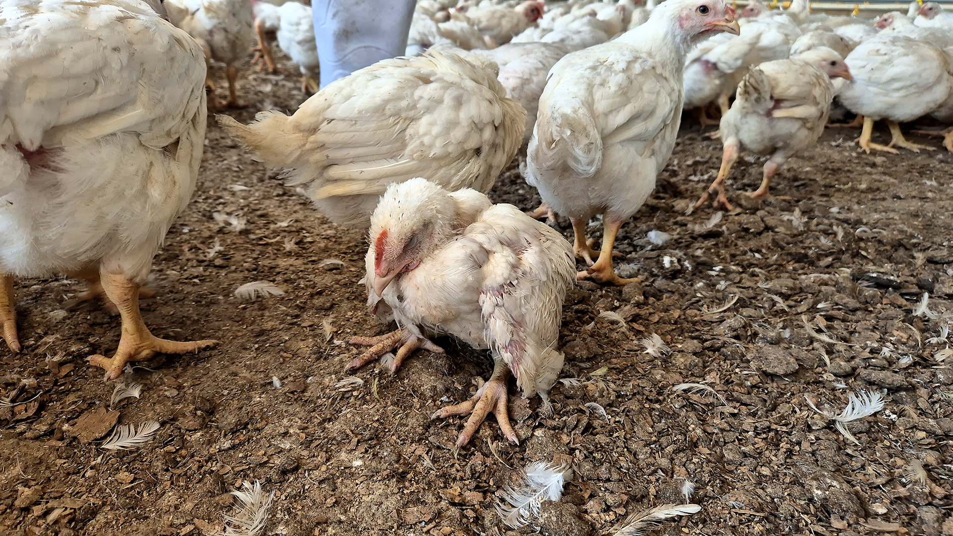 NSPCA uncovers cannibalism and mass starvation at government-funded Daybreak poultry farms
