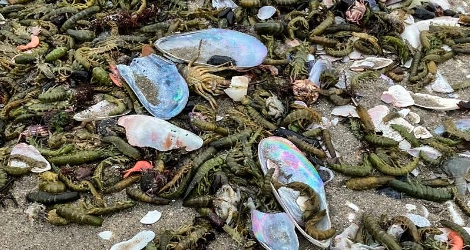 Huge octopus die-off on Namibian beaches