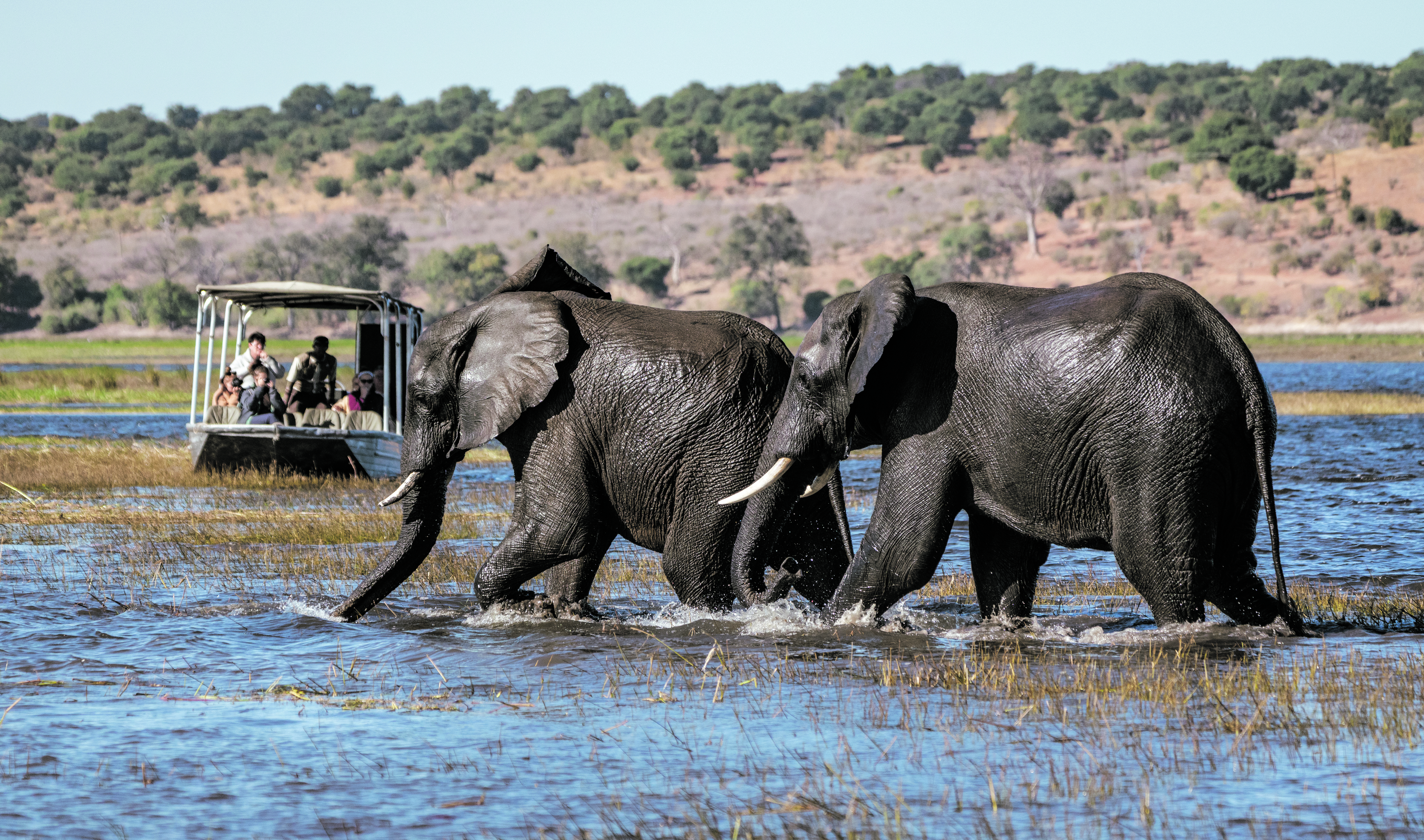 Wild show-stoppers — baby beasts and birdlife in breathtaking Chobe