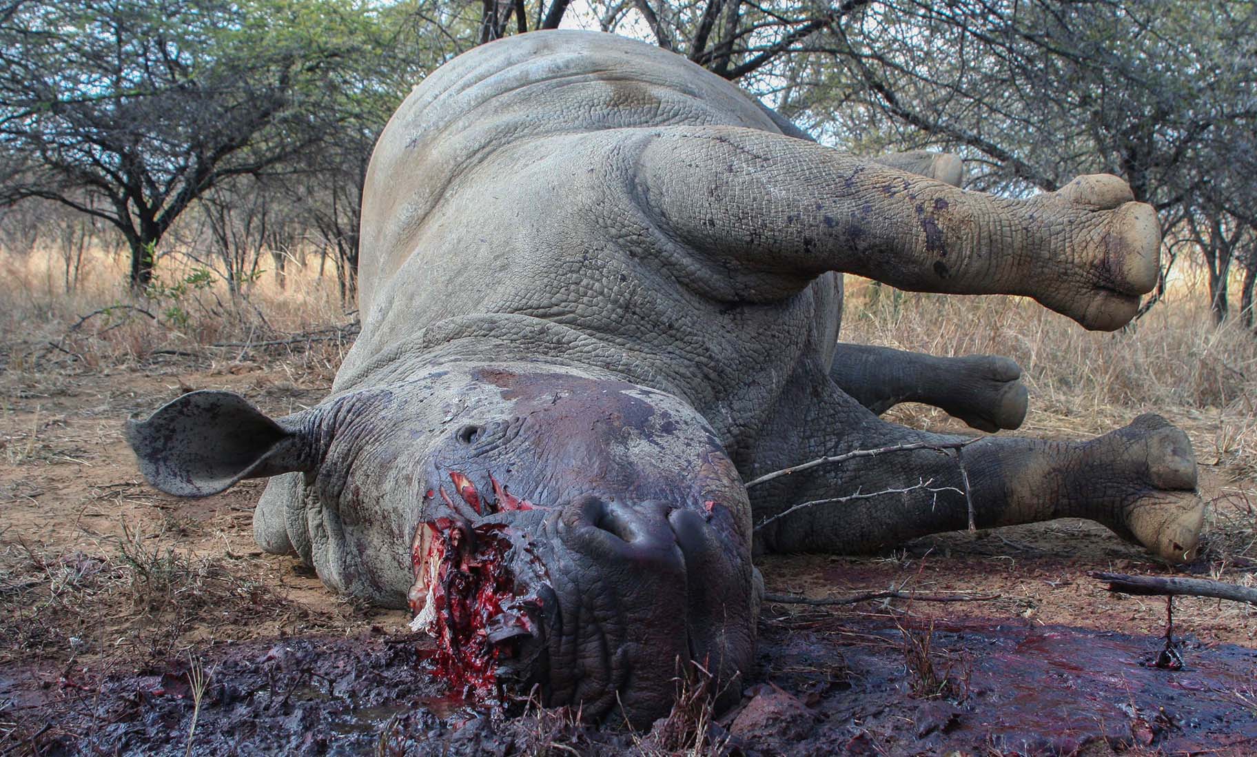 Bail-jumping Kruger National Park rhino poacher put behind bars for 20 years
