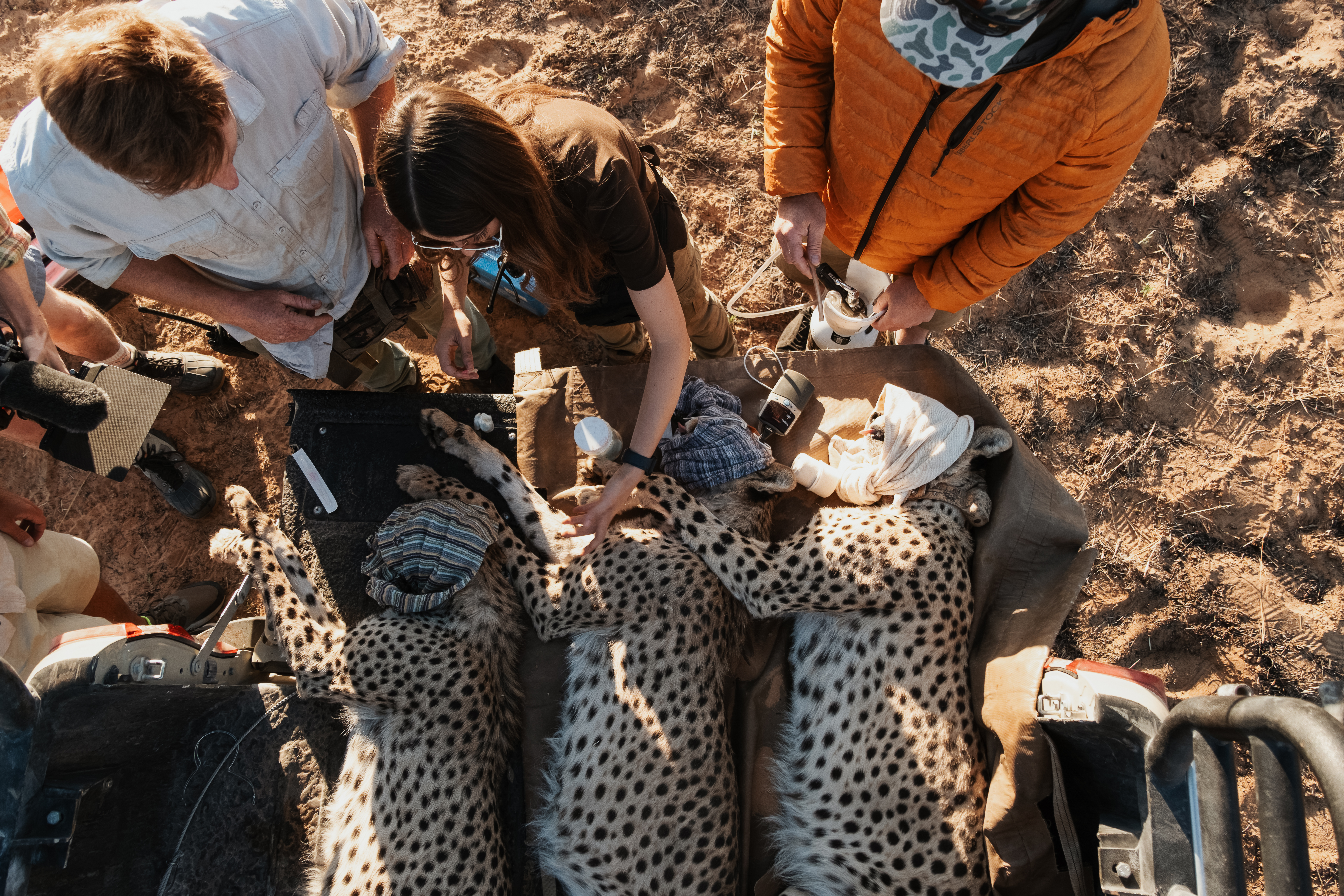 New hope for Mozambique cheetah revival after SA cats make high-stakes ‘beast of a journey’