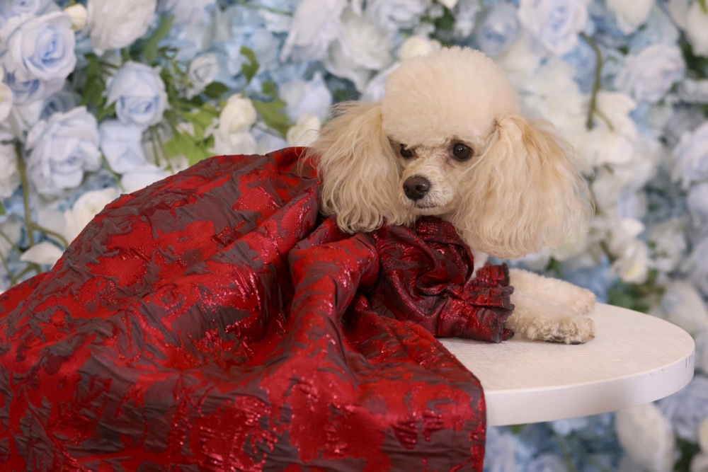 Pet Gala recreations of 2025 Met Gala looks for dogs, and more from around the world