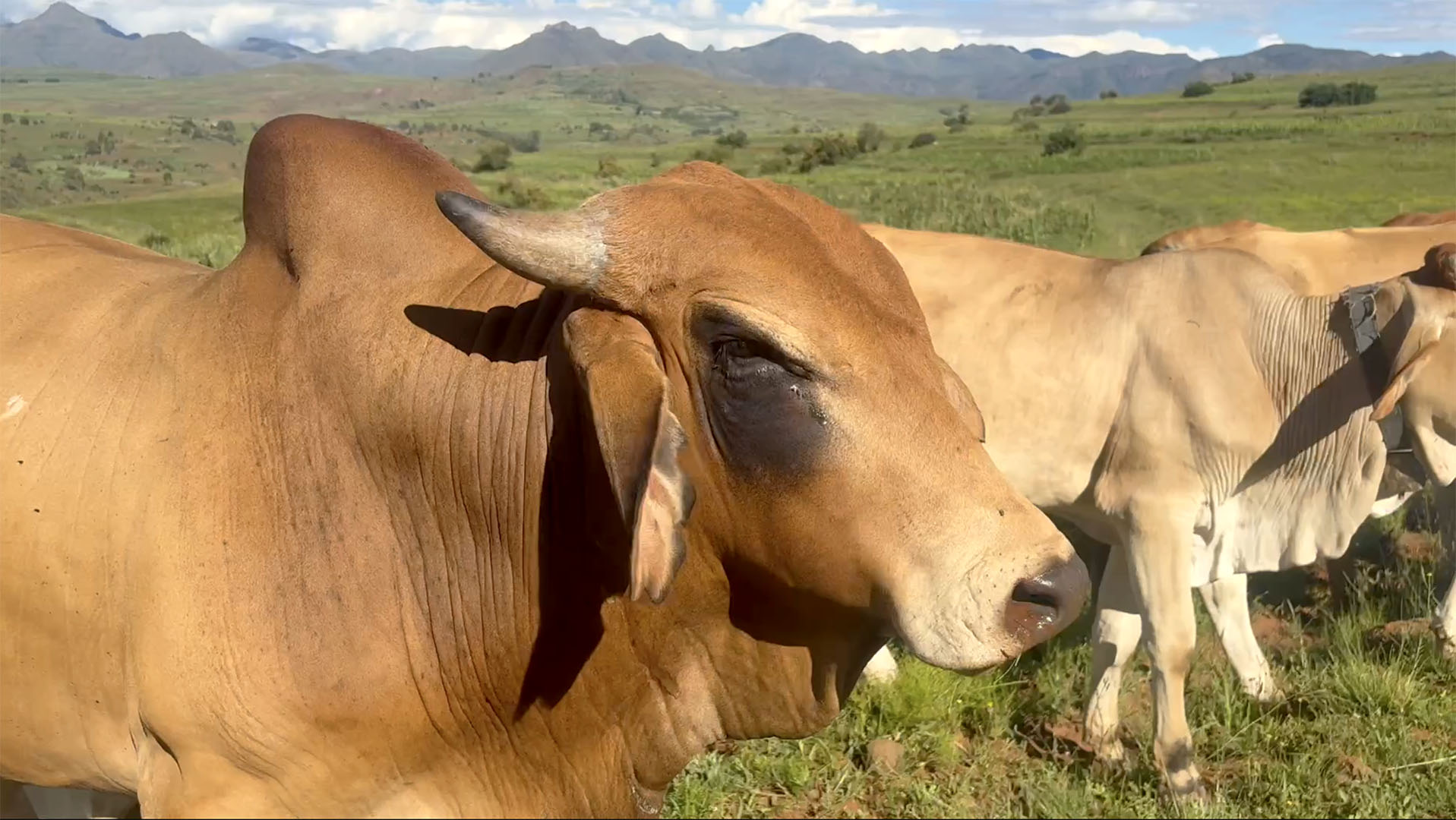 Leonie-agentorangePhoto