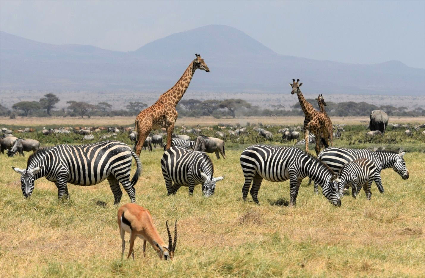 From gourds to satellites: A Maasai-inspired model for reweaving Kenya’s rangelands