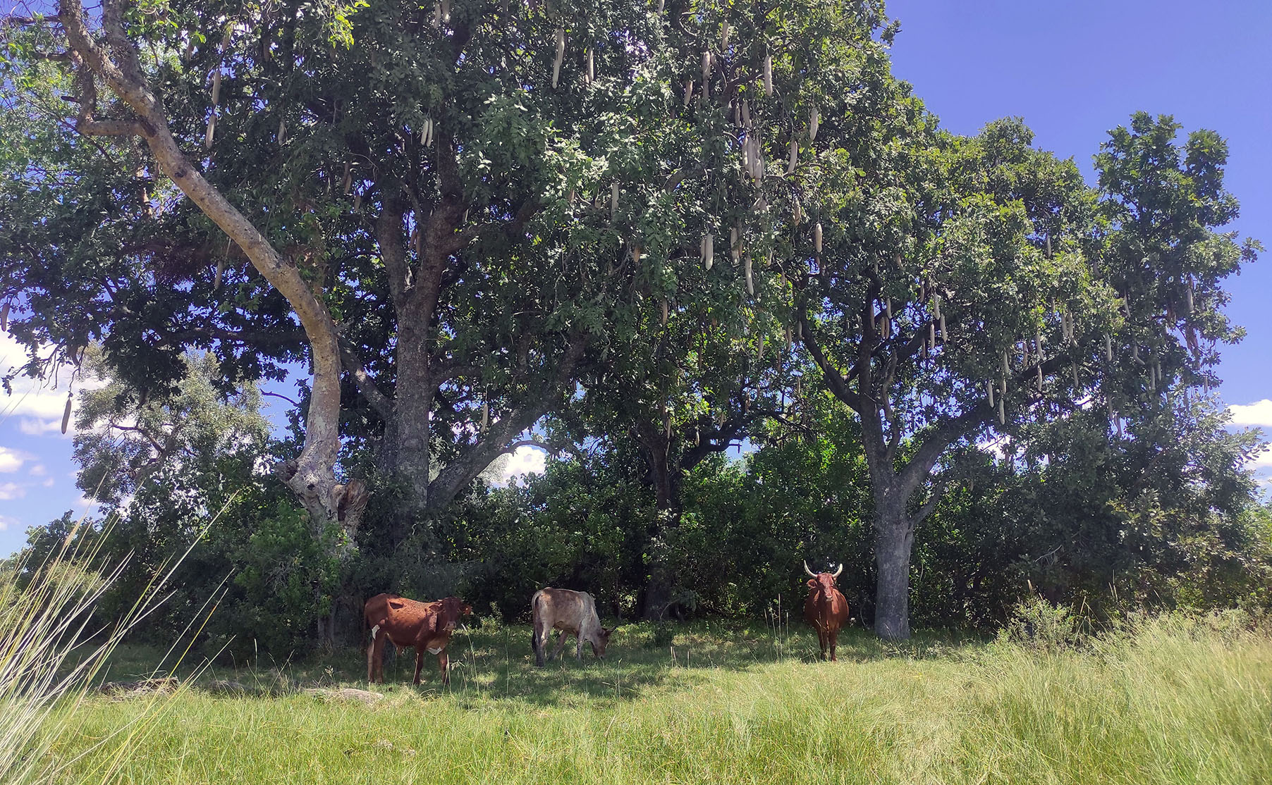 Embracing the in-between — why we need to ditch the people-or-wildlife conservation binary