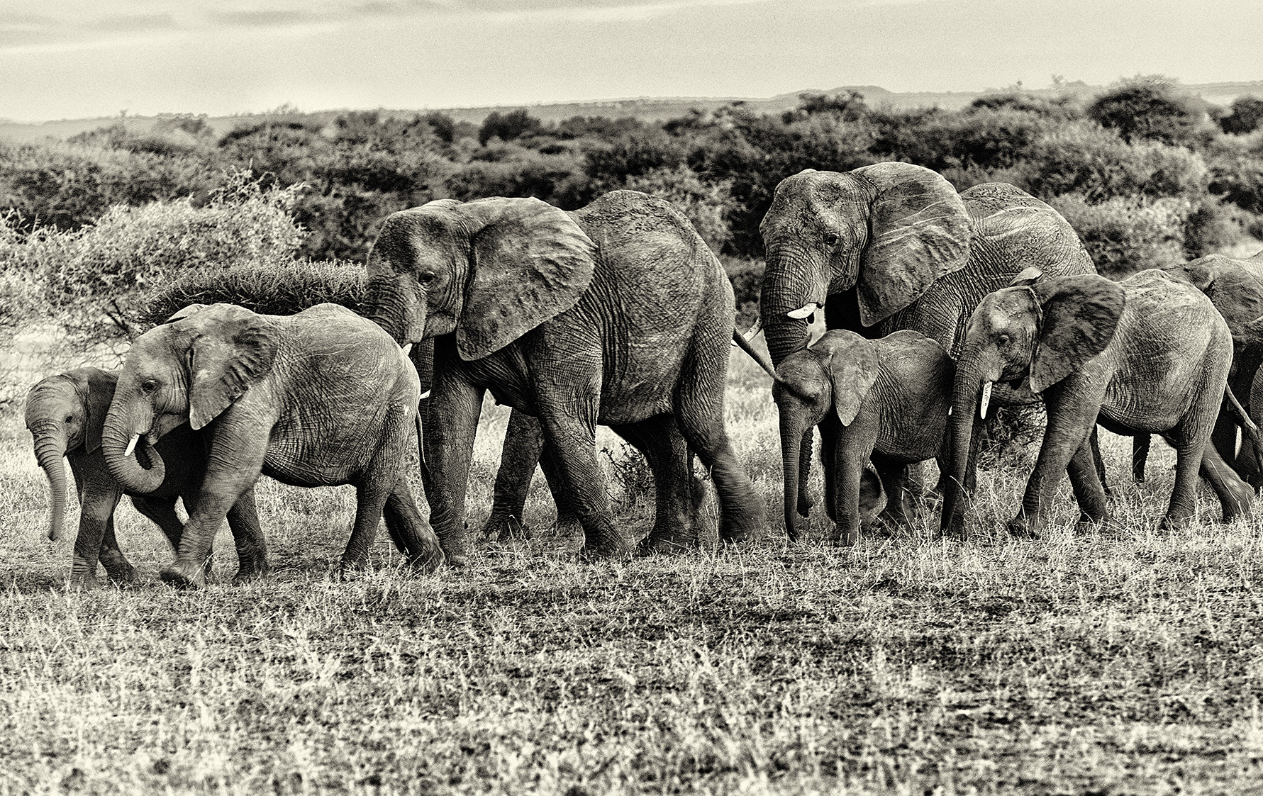 When the elders fall silent — how the loss of elephant matriarchs fractures a society
