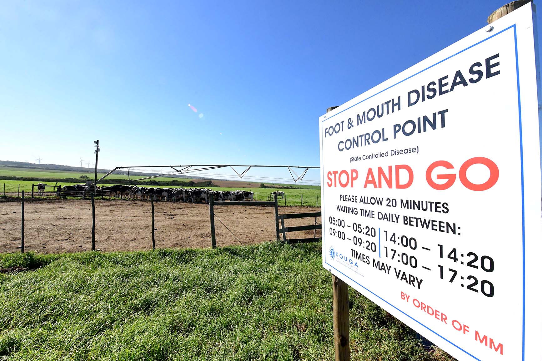 Urgent measures implemented as foot-and-mouth disease spreads to Mpumalanga and Gauteng farms