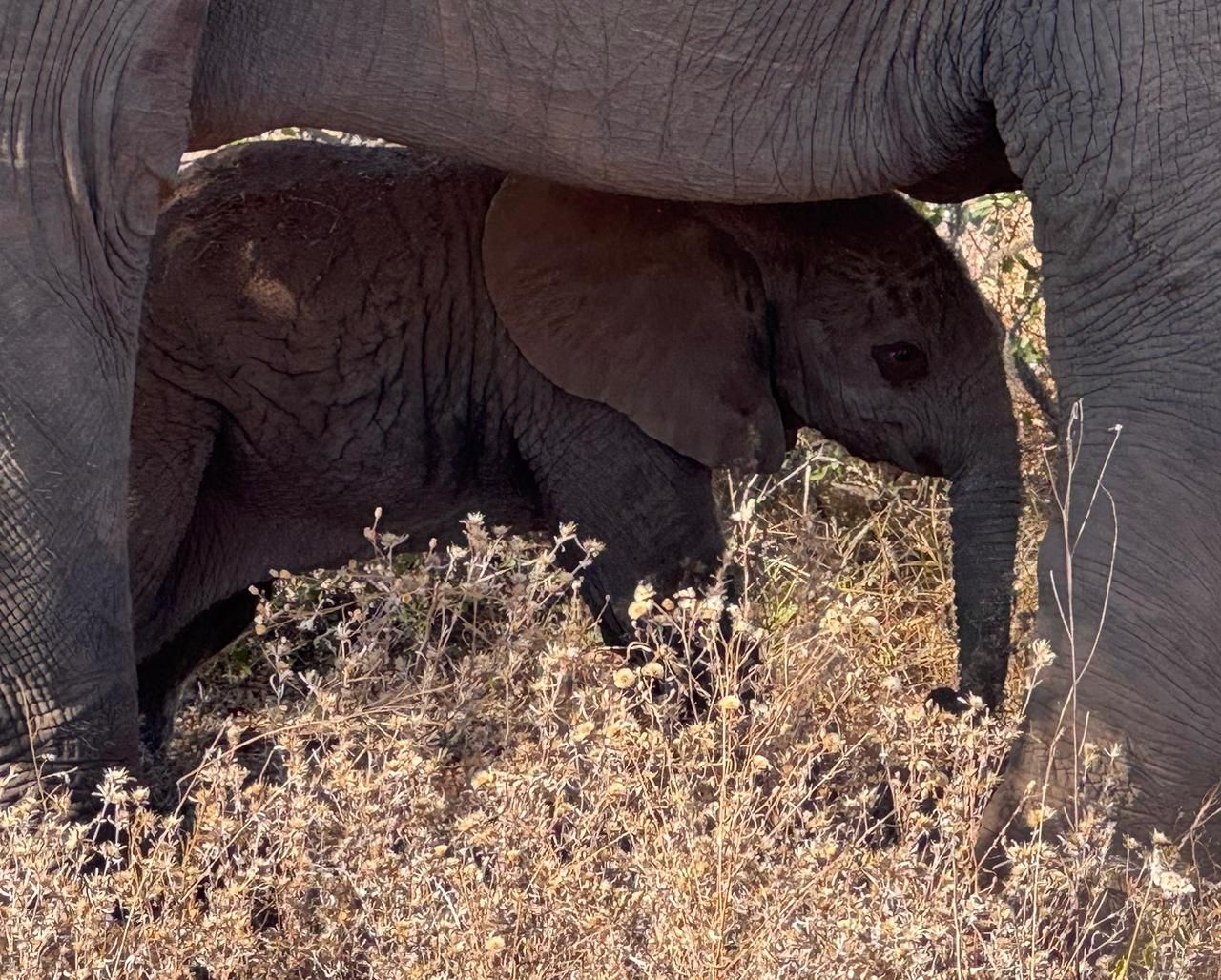 I have a picture for you! 17 May-23 May 2025