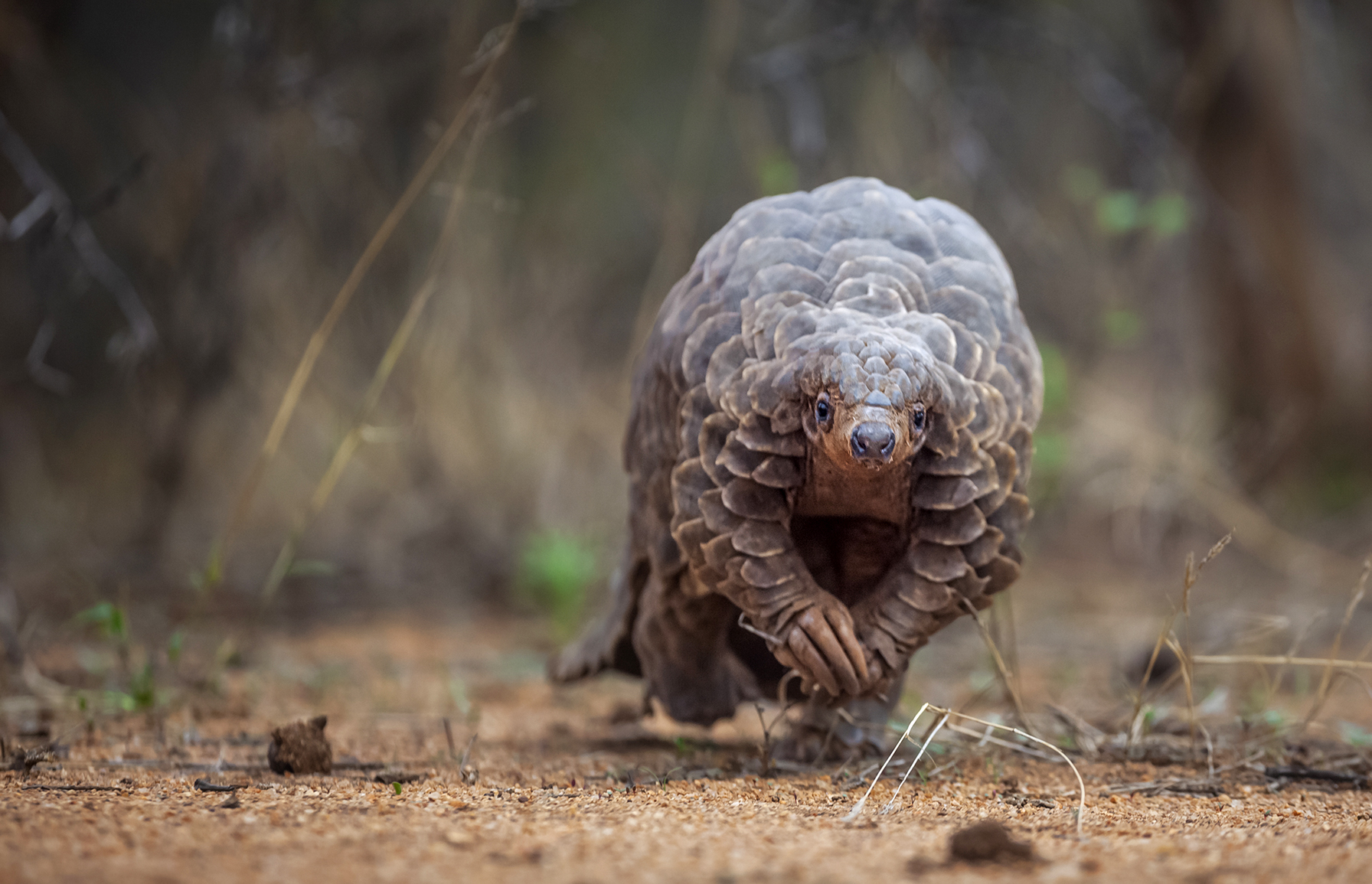 Thousands of pangolins, 193,000 elephants — how crime networks are hollowing out Africa’s wilderness