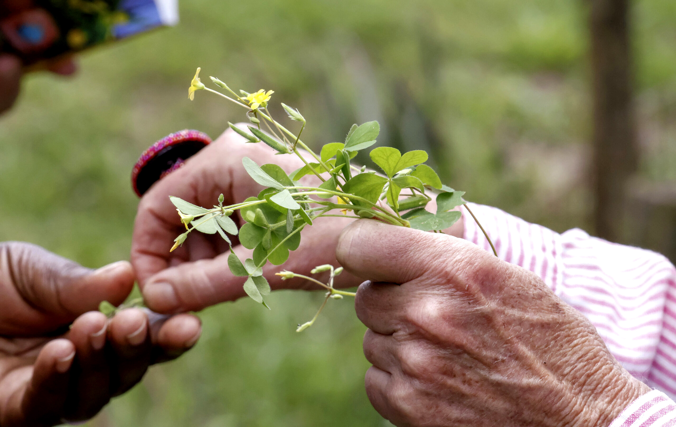 World Plant Health Day, discussion on the Paris Agreement’s future and just transition event