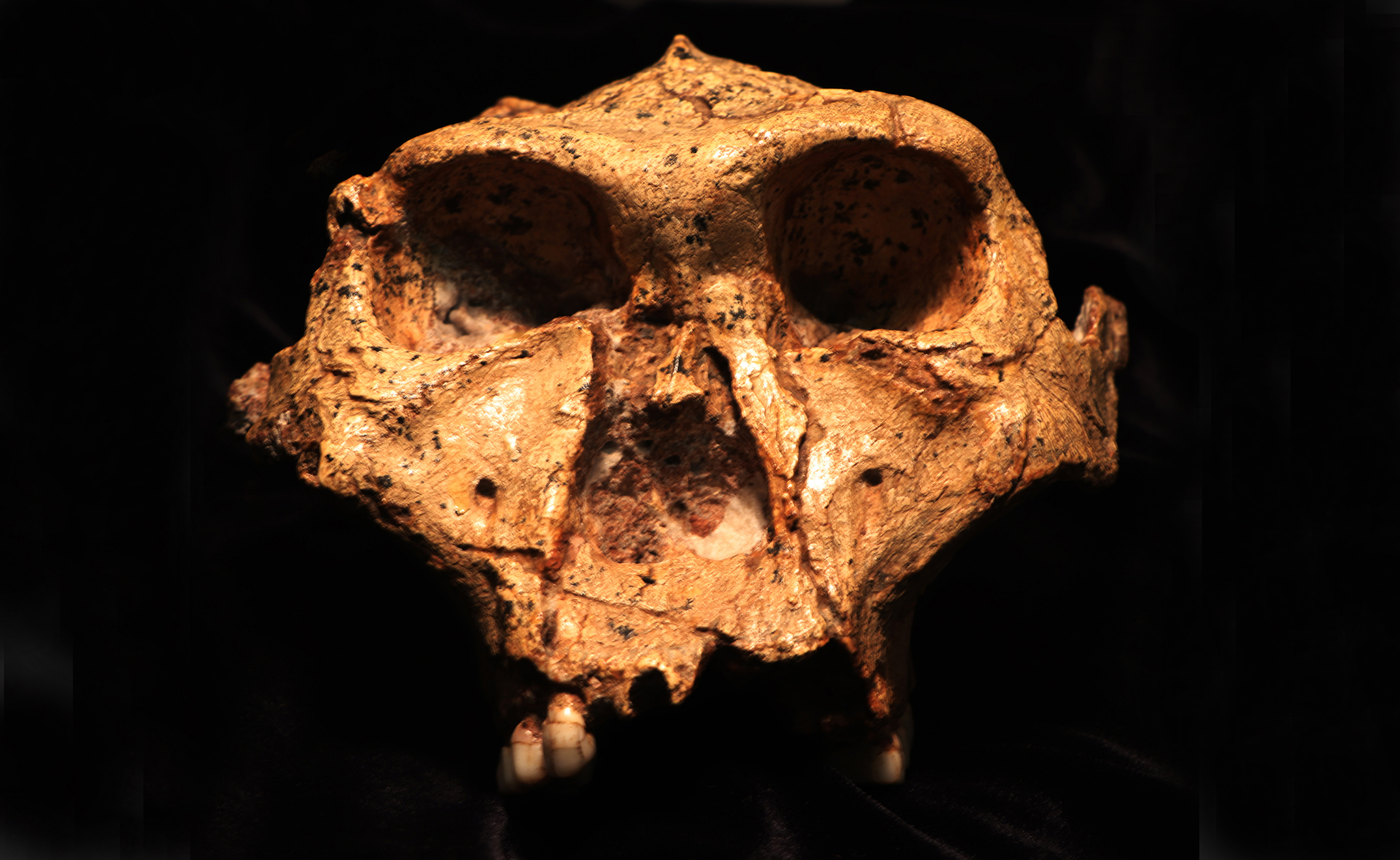 Ancient protein from pre-human teeth reveals genetic secrets of human evolutionary tree