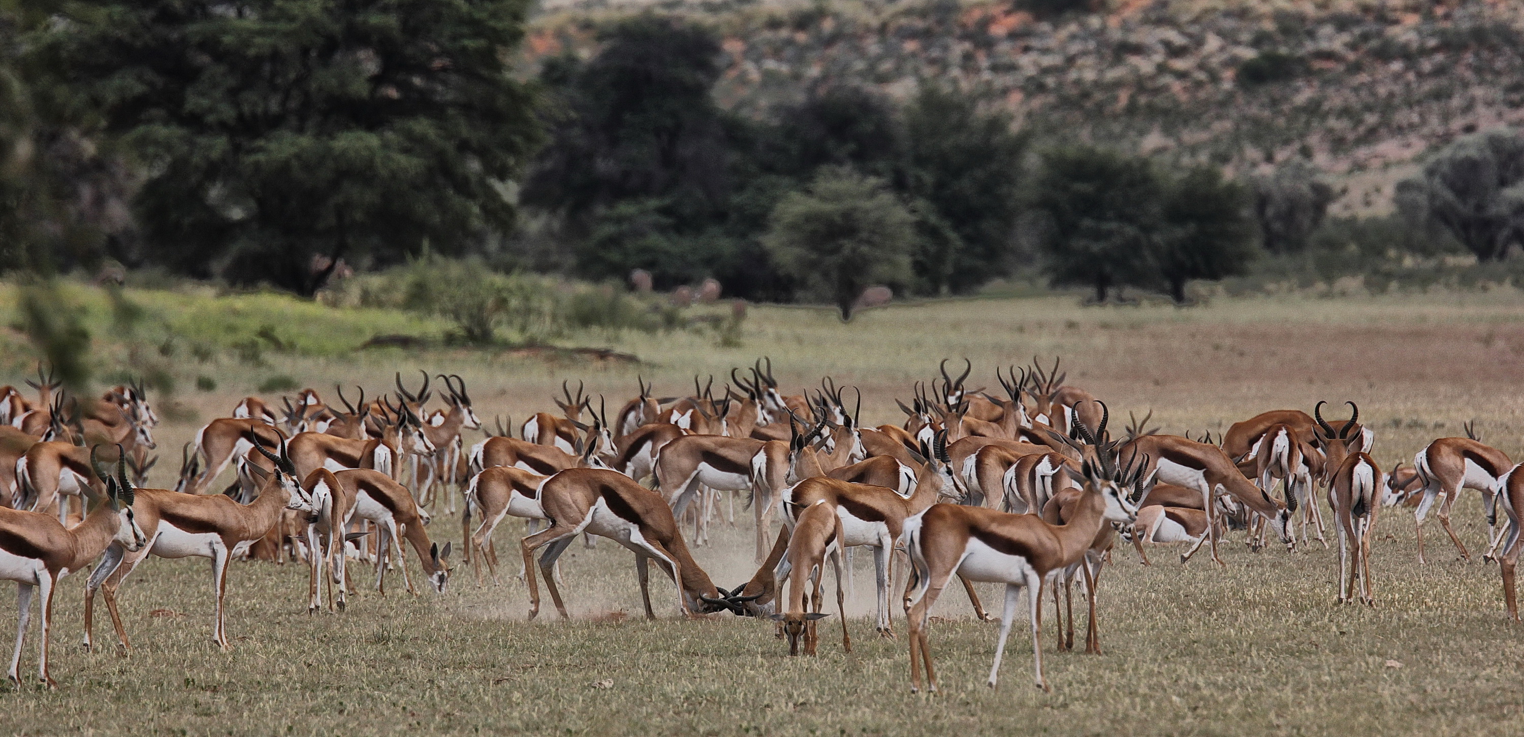 Kgalagadi — a place of beasts and beauty to clear the mind and soften the heart