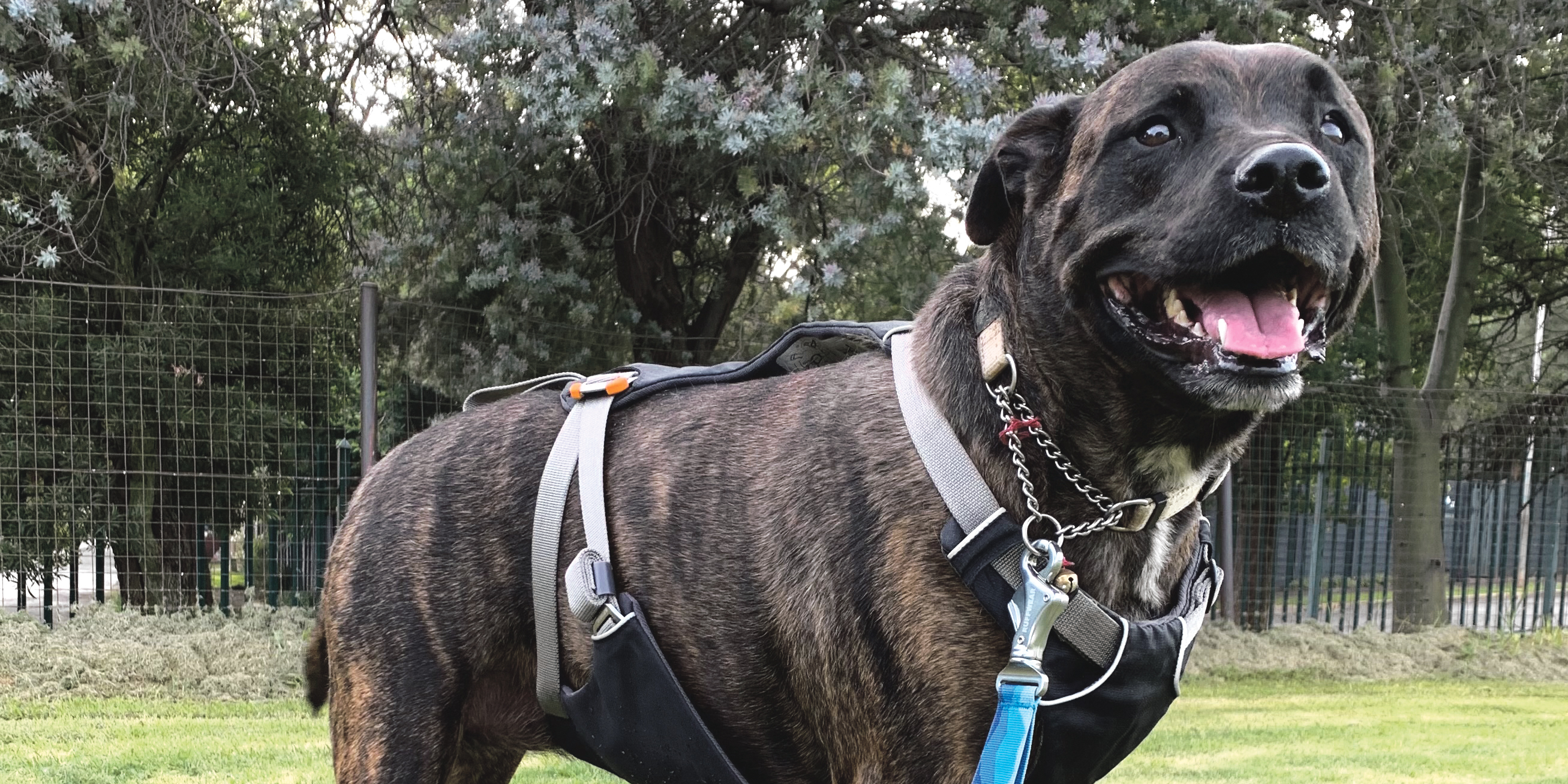 My dog, my best friend, is no more — I can’t and won’t pretend that I’m okay