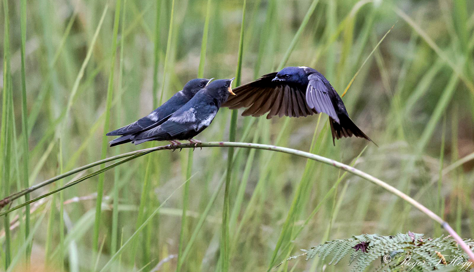 KZN conservation — saving at least two ‘birds’ with one stone