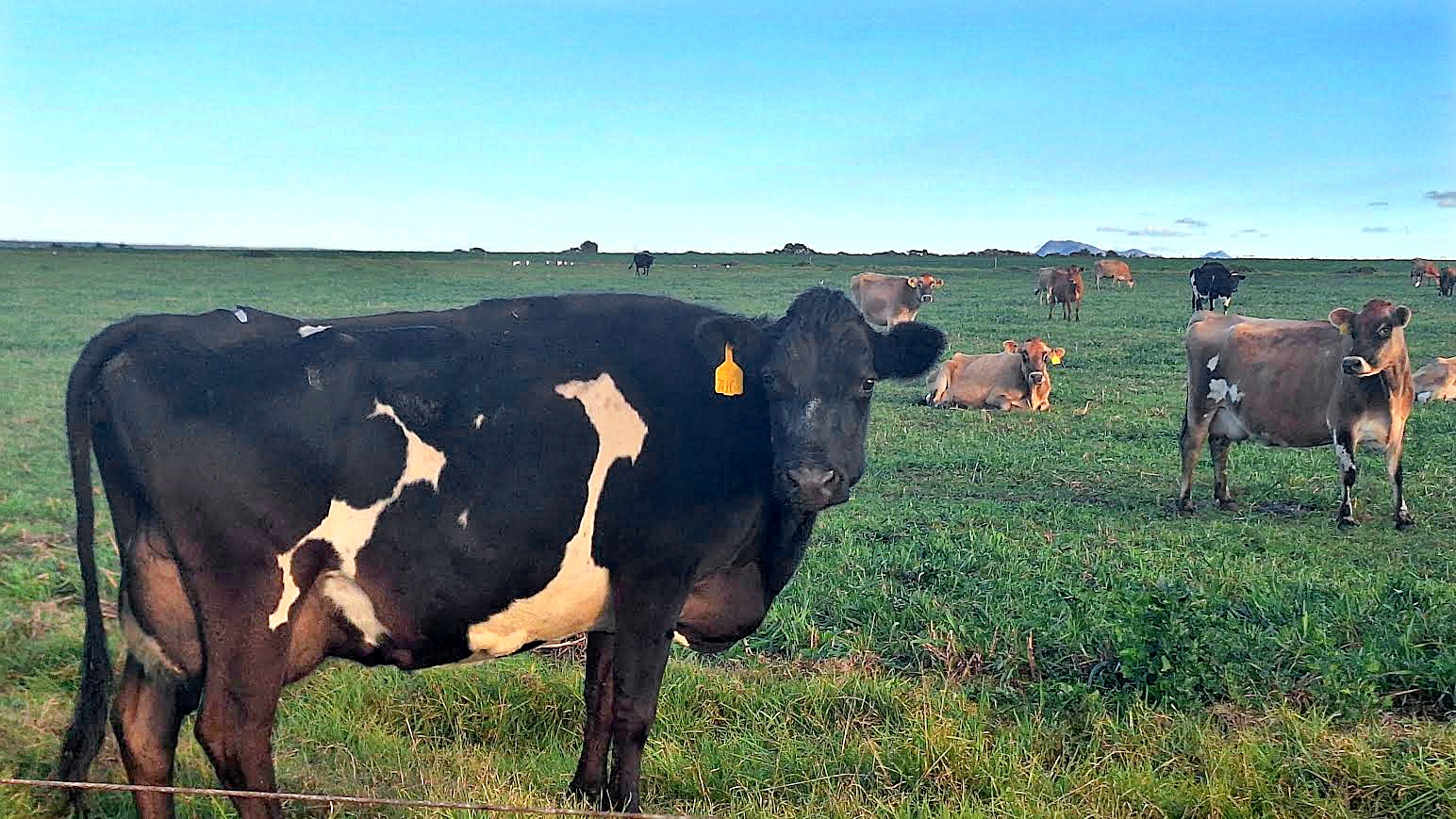 Humansdorp-based Woodlands Dairy marks 30 years of sustainable growth and community impact