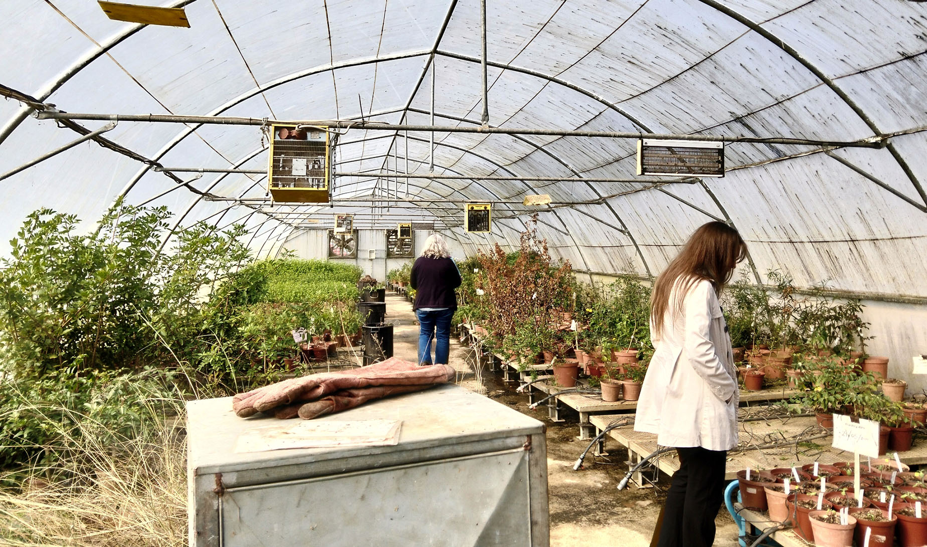 Bugs sent into battle — meet the SA team using insects instead of pesticides to tackle invasive plants