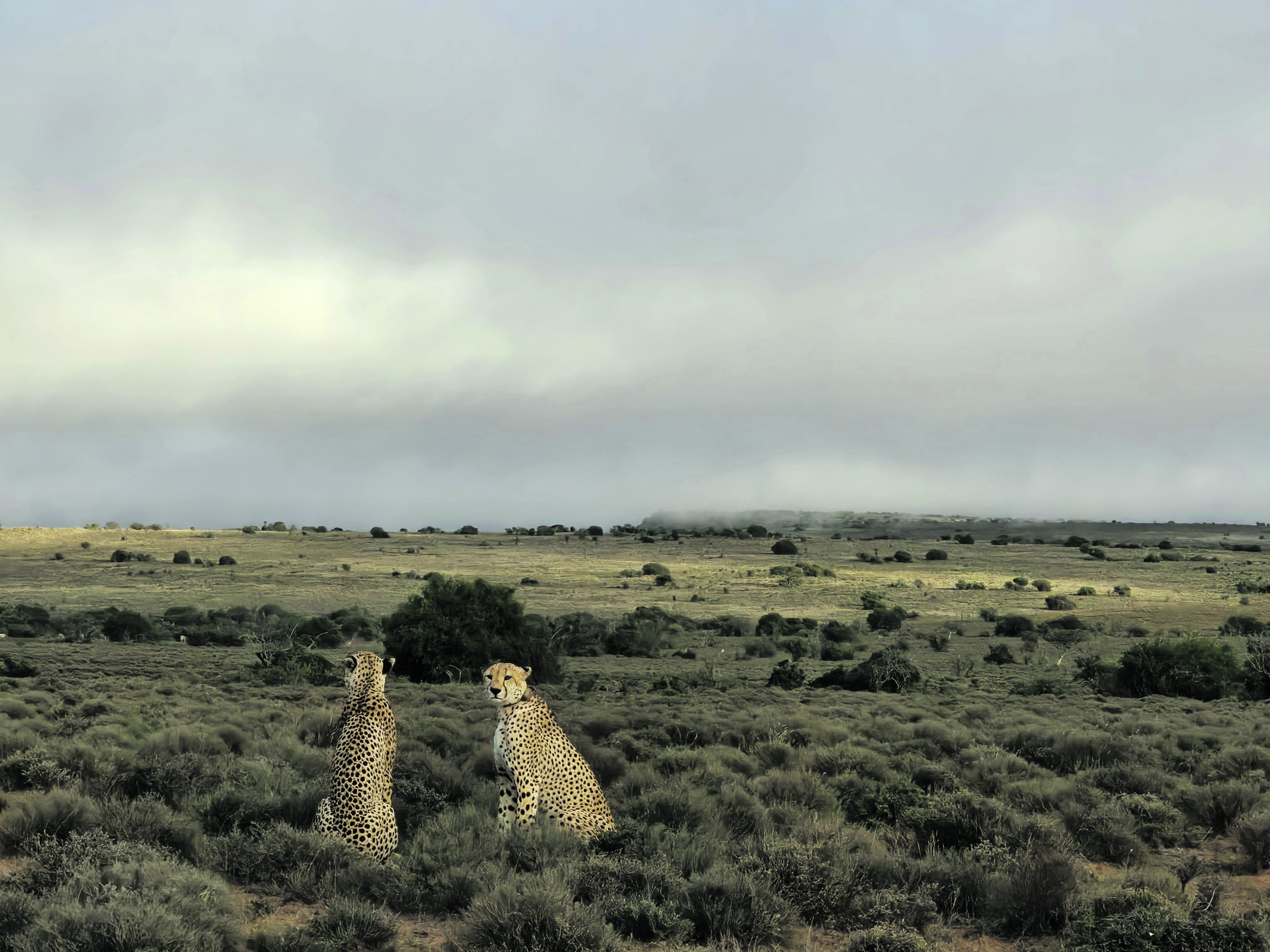 Purr and simple — walking with cheetahs across the plains of the wild Great Karoo
