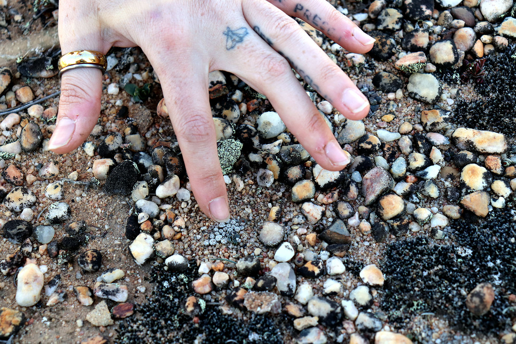 SA’s resilient dryland species – from tortoises to toktokkies